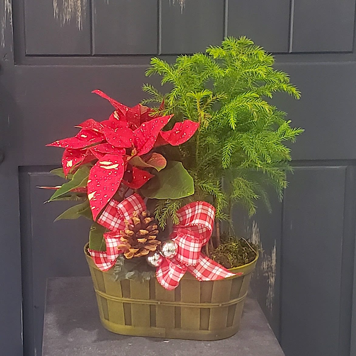 Poinsettia and Pine Duo