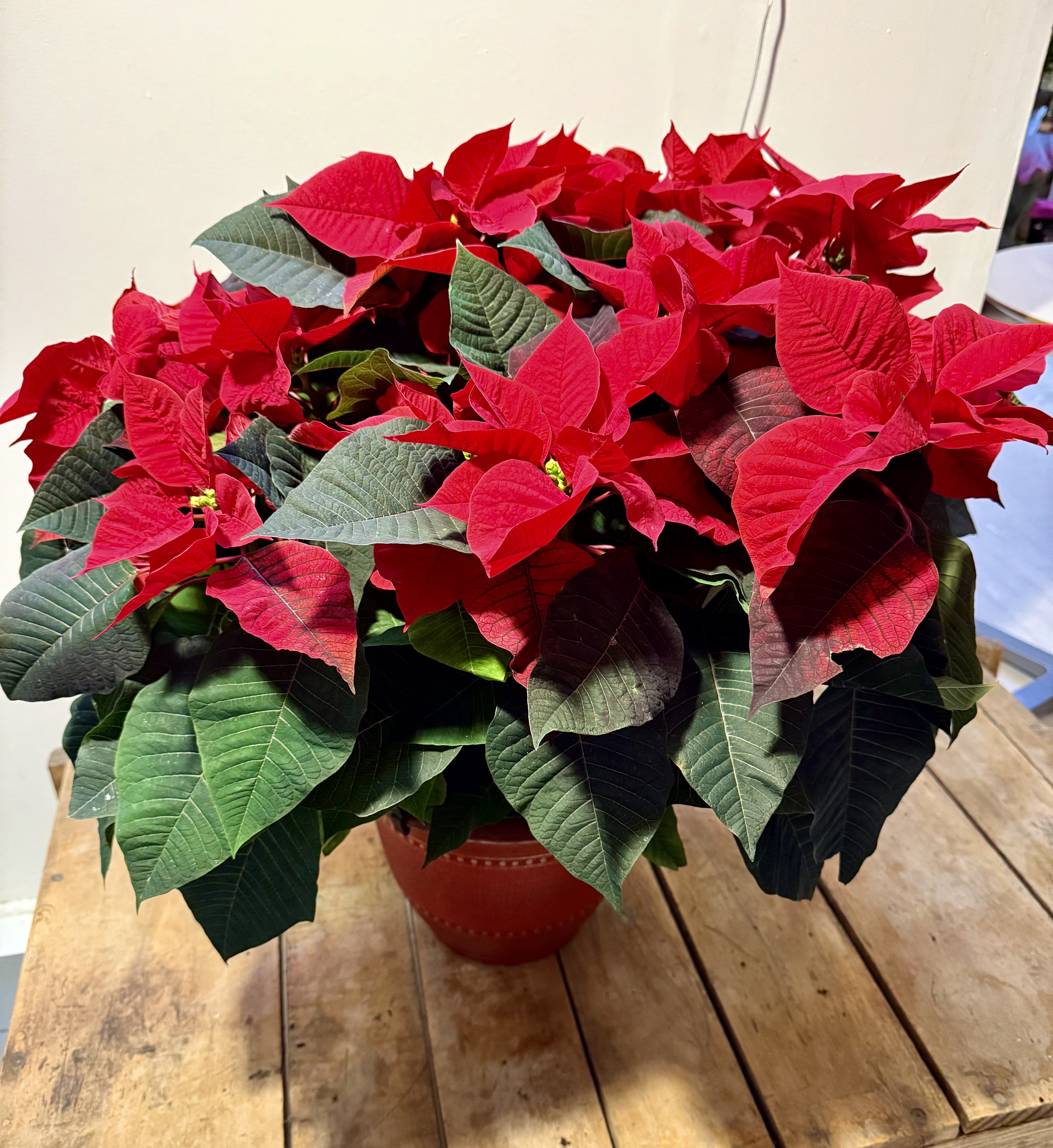 Large Poinsettia