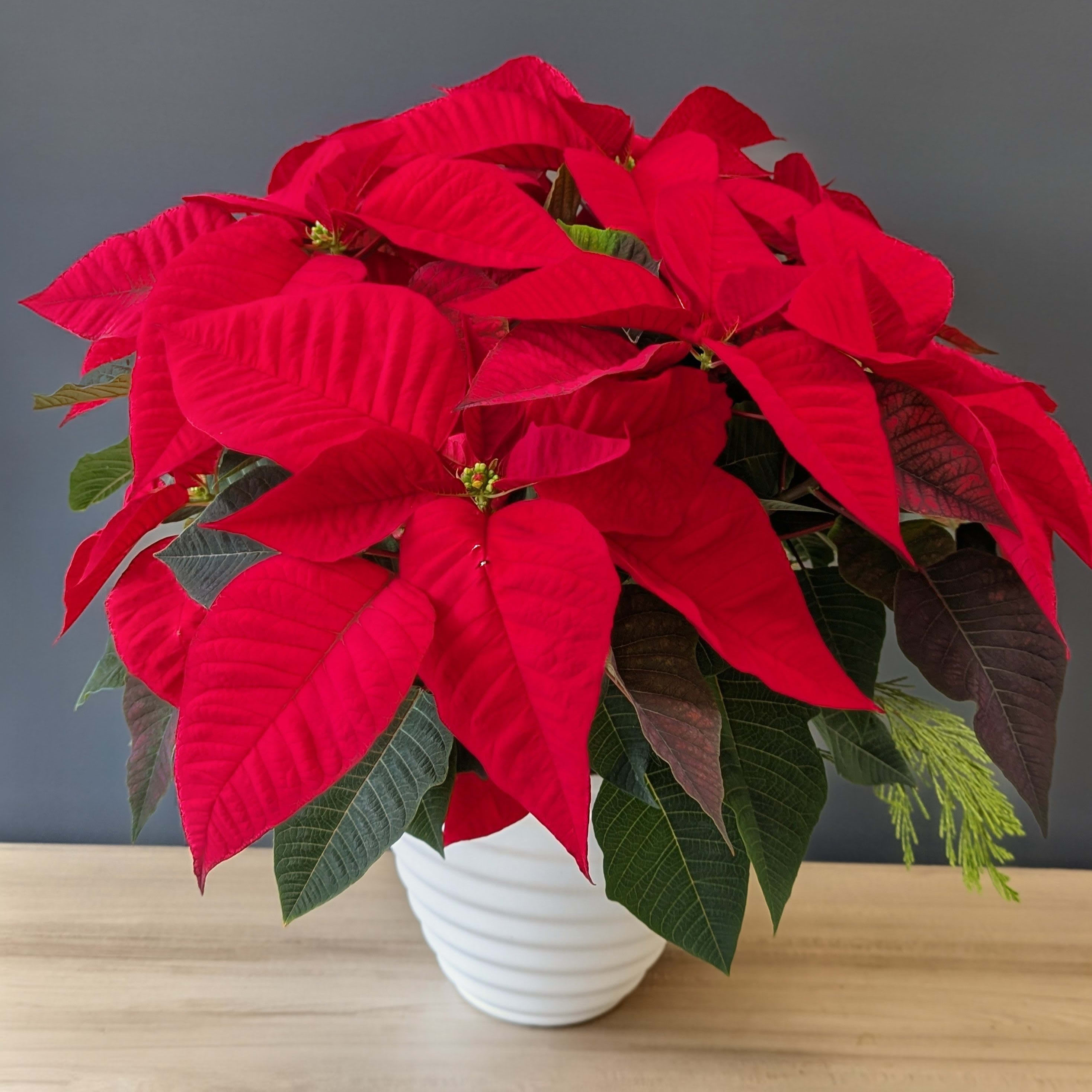 Poinsettia Red - 2 Stem 7.5 inch Pot