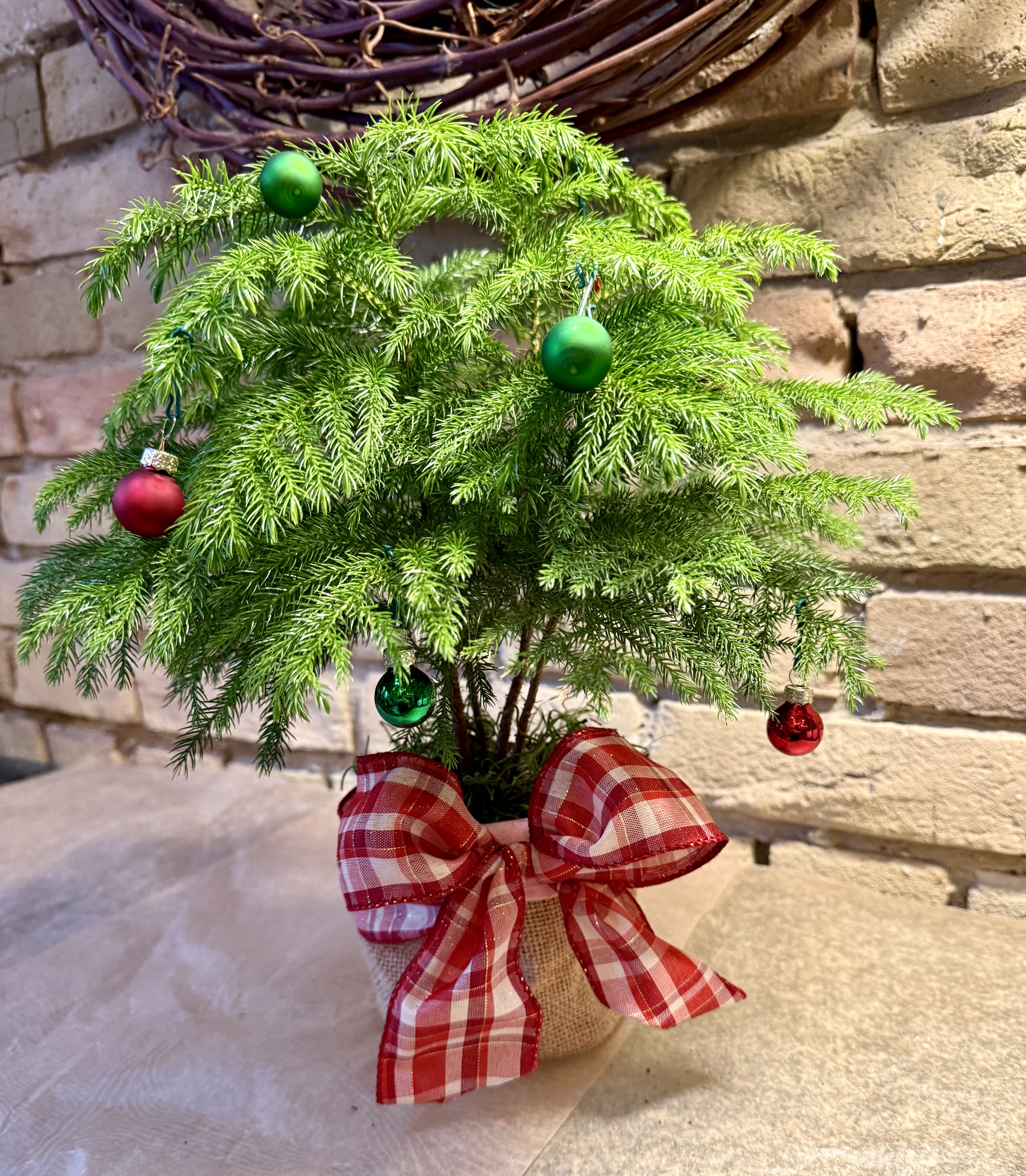 Festive Norfolk Pine in Burlap Sack