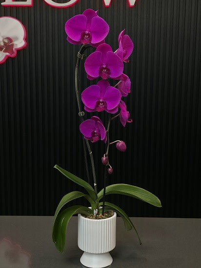 Purple Casketing Orchid
