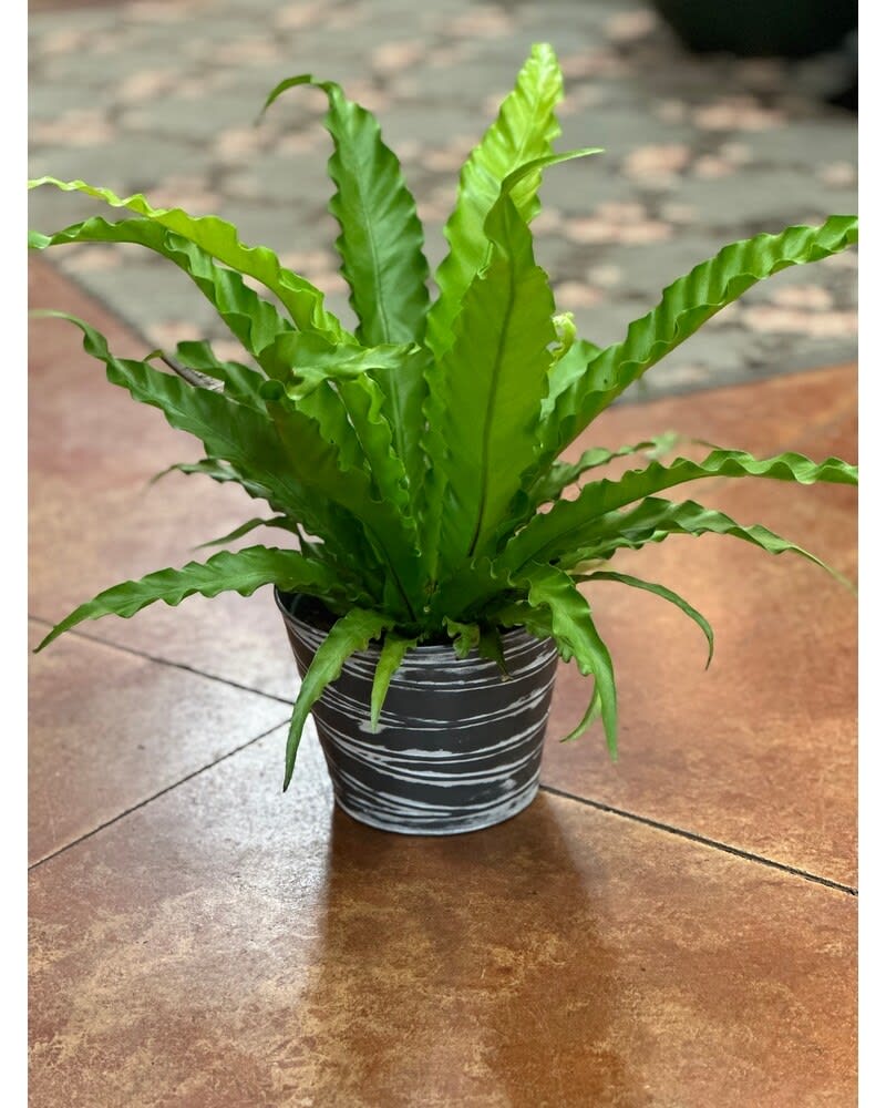 Green and Blooming Plants