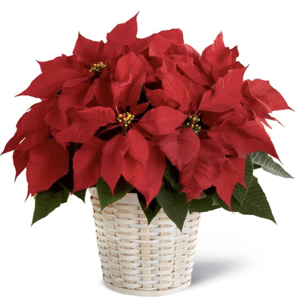 Classic Red Poinsettia