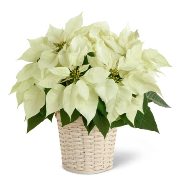 Winter White Poinsettia