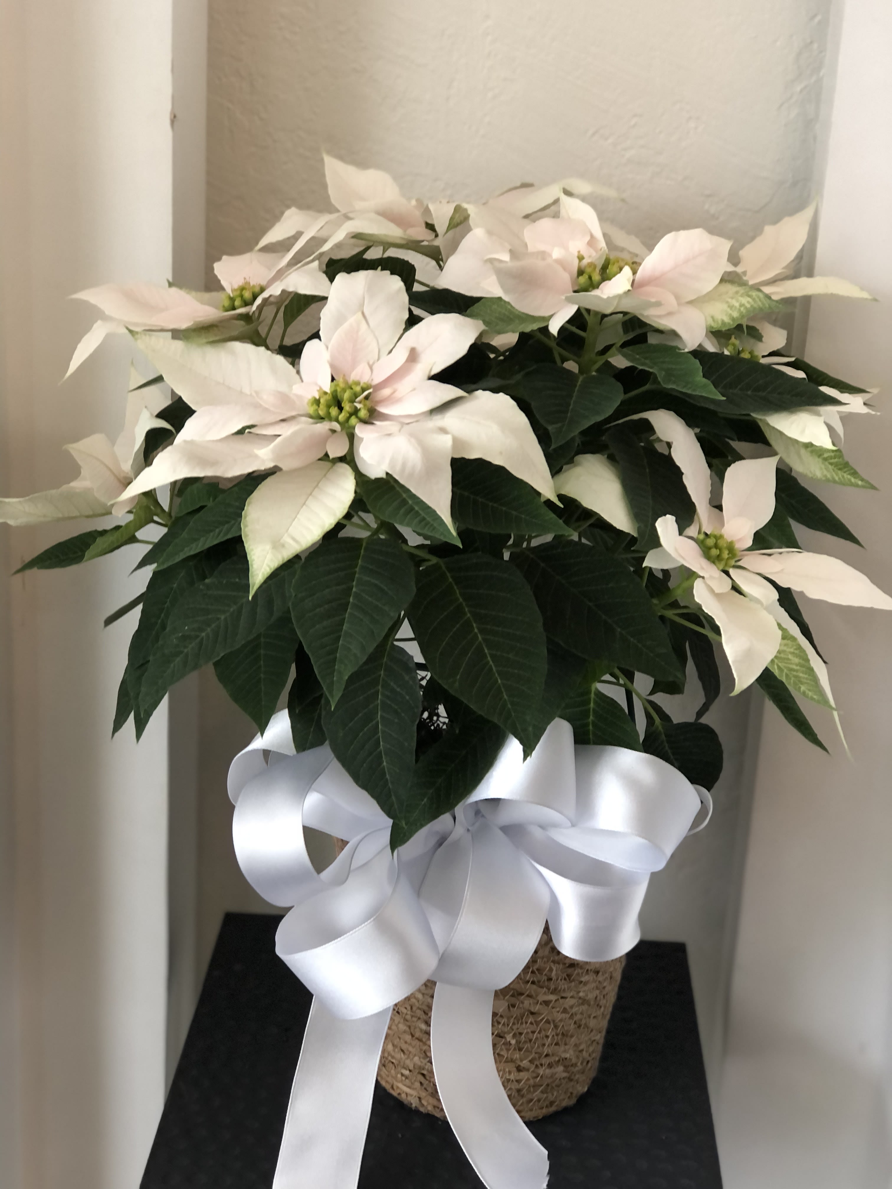 White Blush Winter Poinsettia