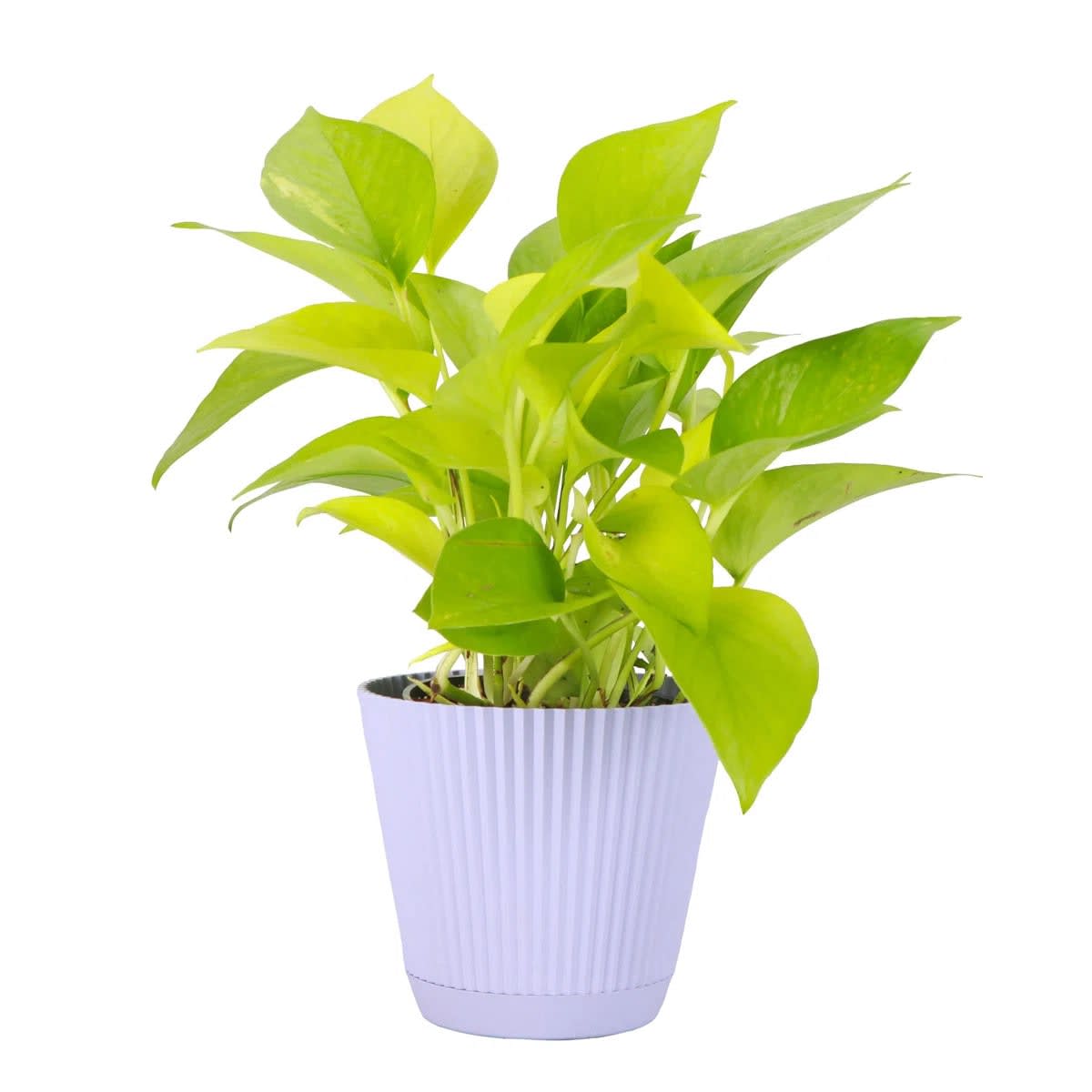 Neon Pothos