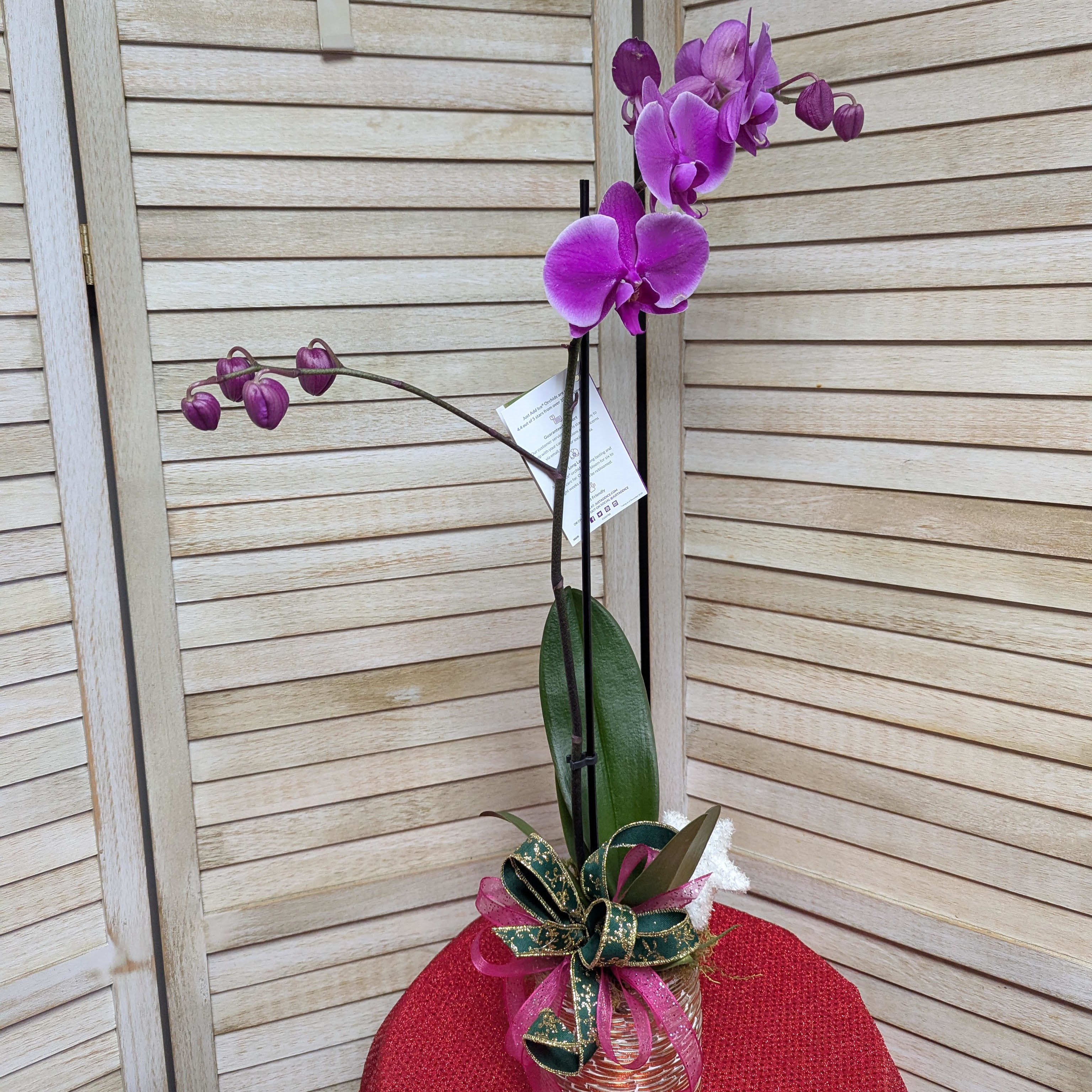 Festive Orchid