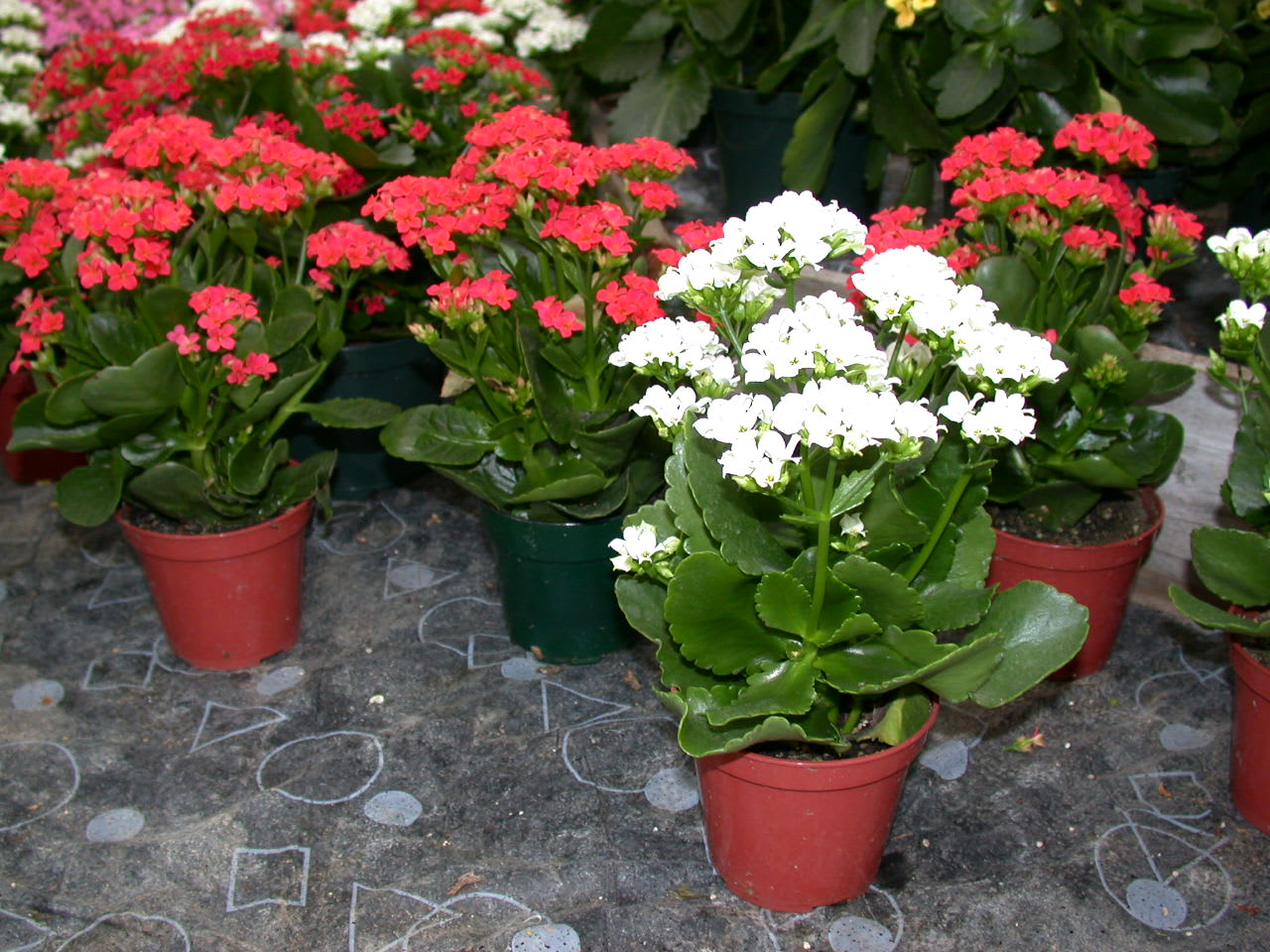 kalanchoe plant EBF-264