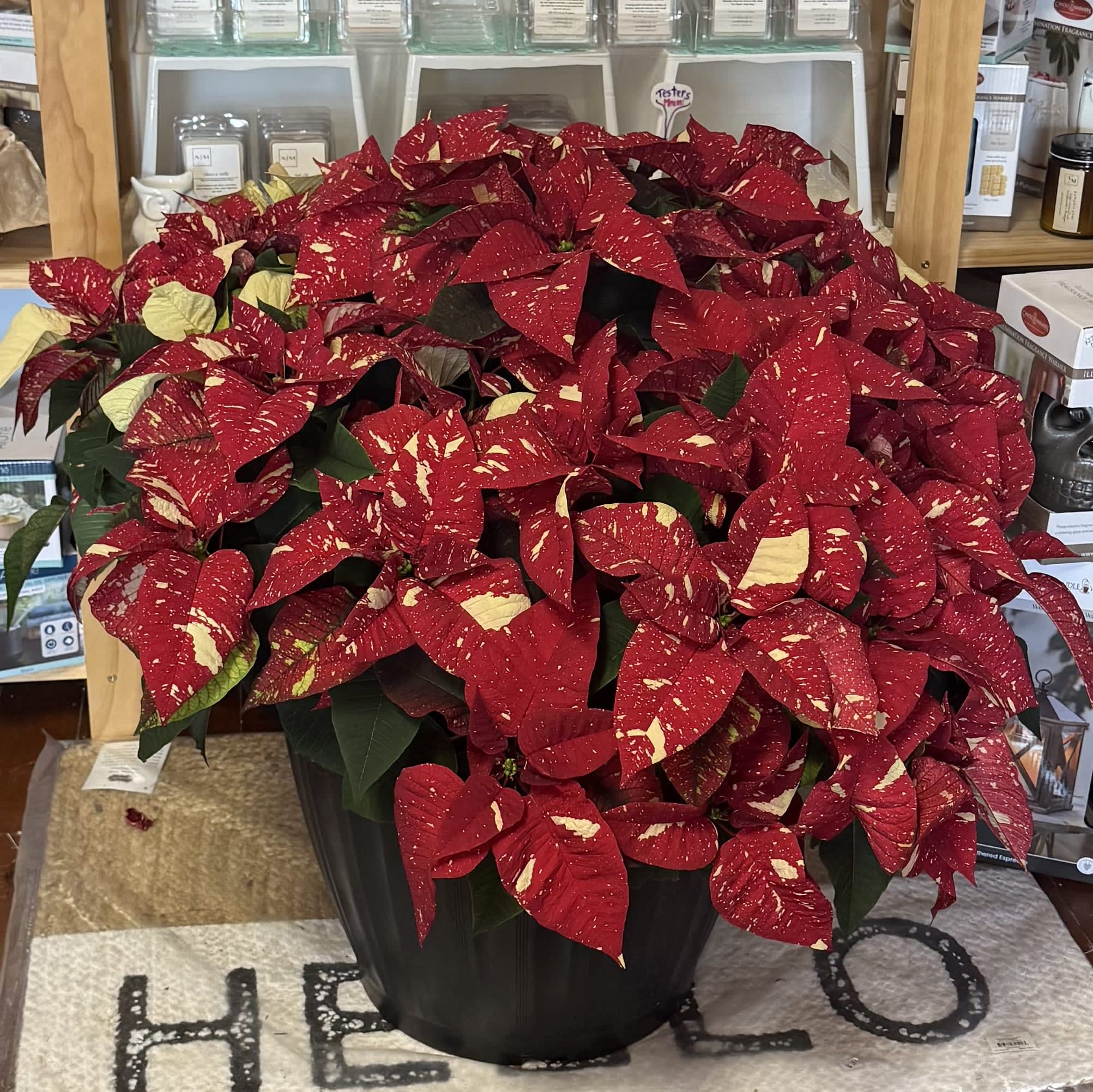 20" Poinsettia