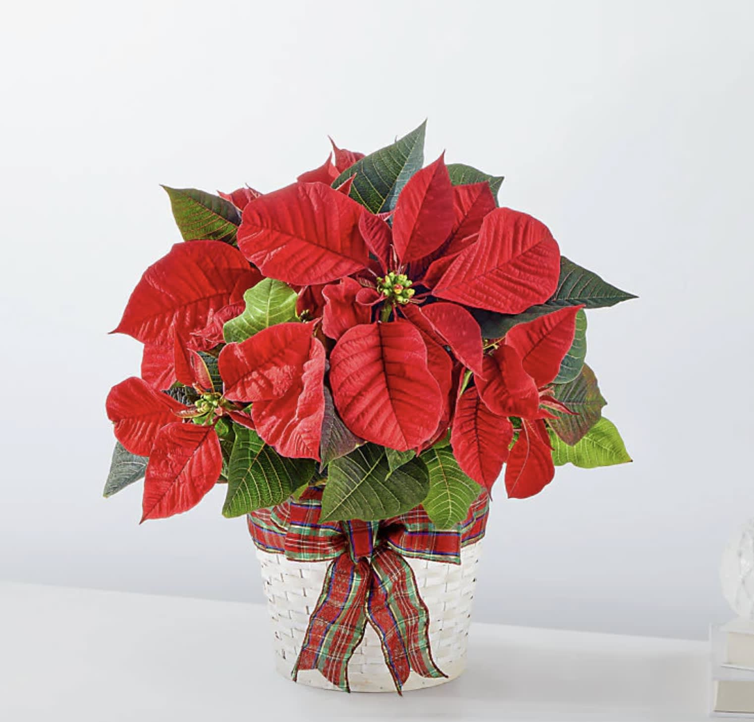 Red Poinsettia Flower Bouquet