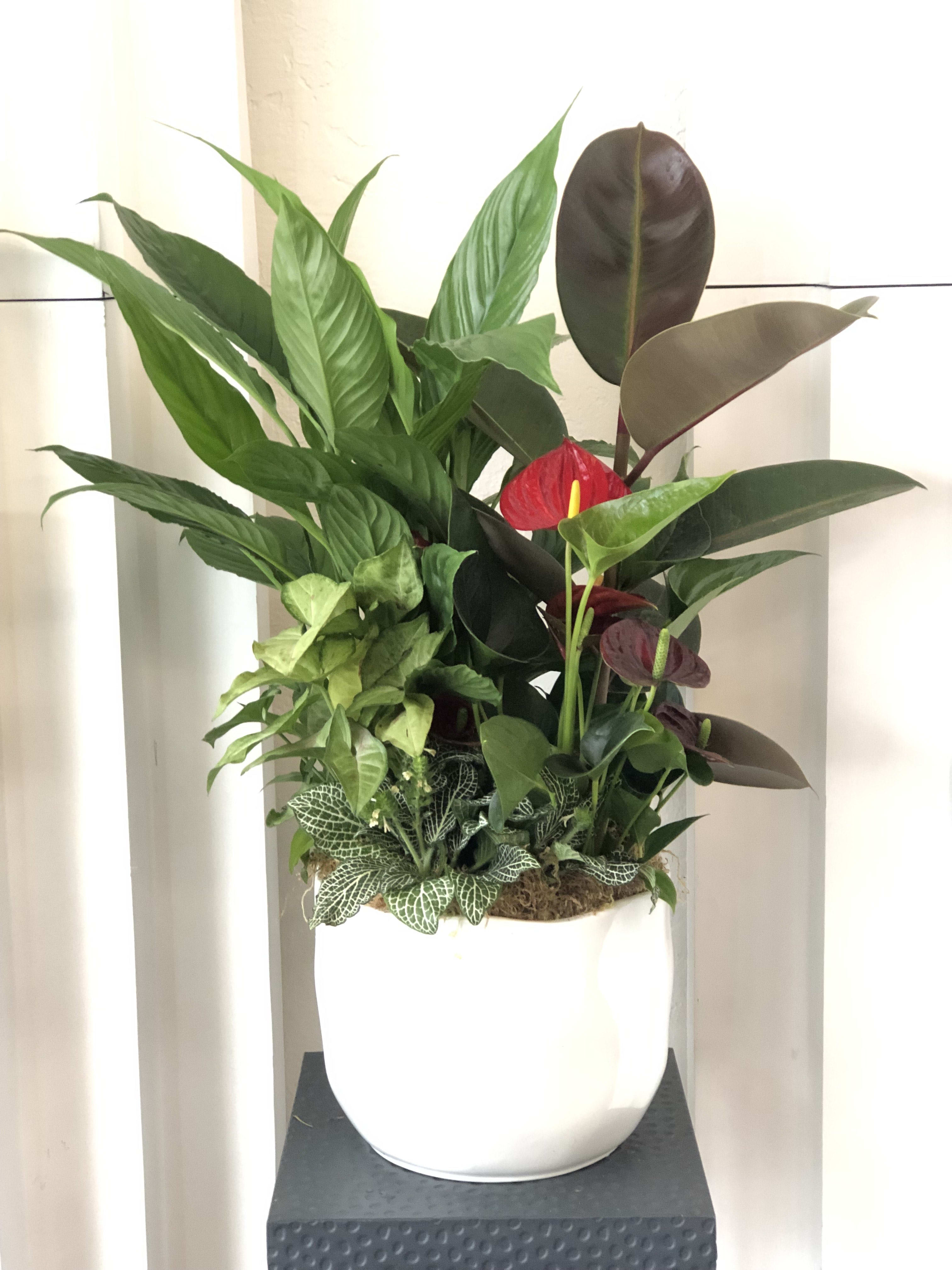 red Anthurium foliage