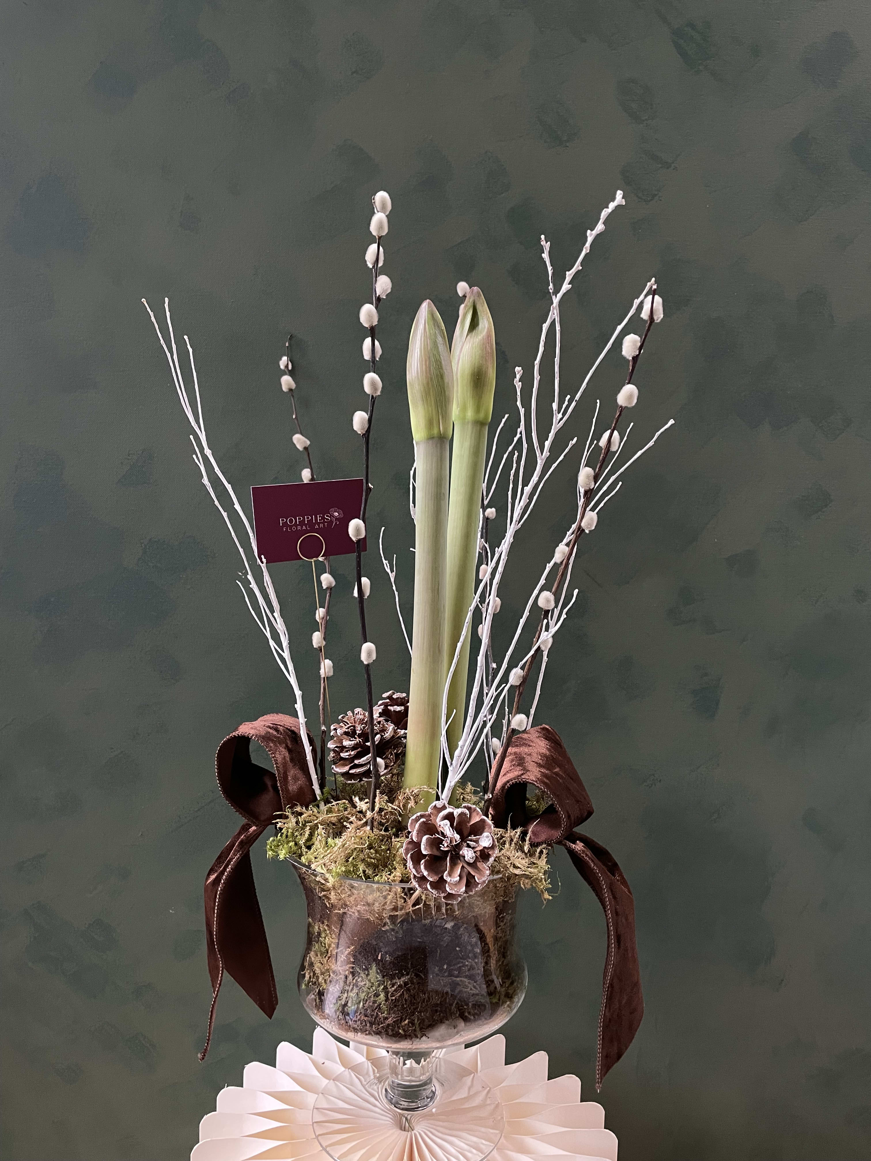 The Glass Garden Amaryllis