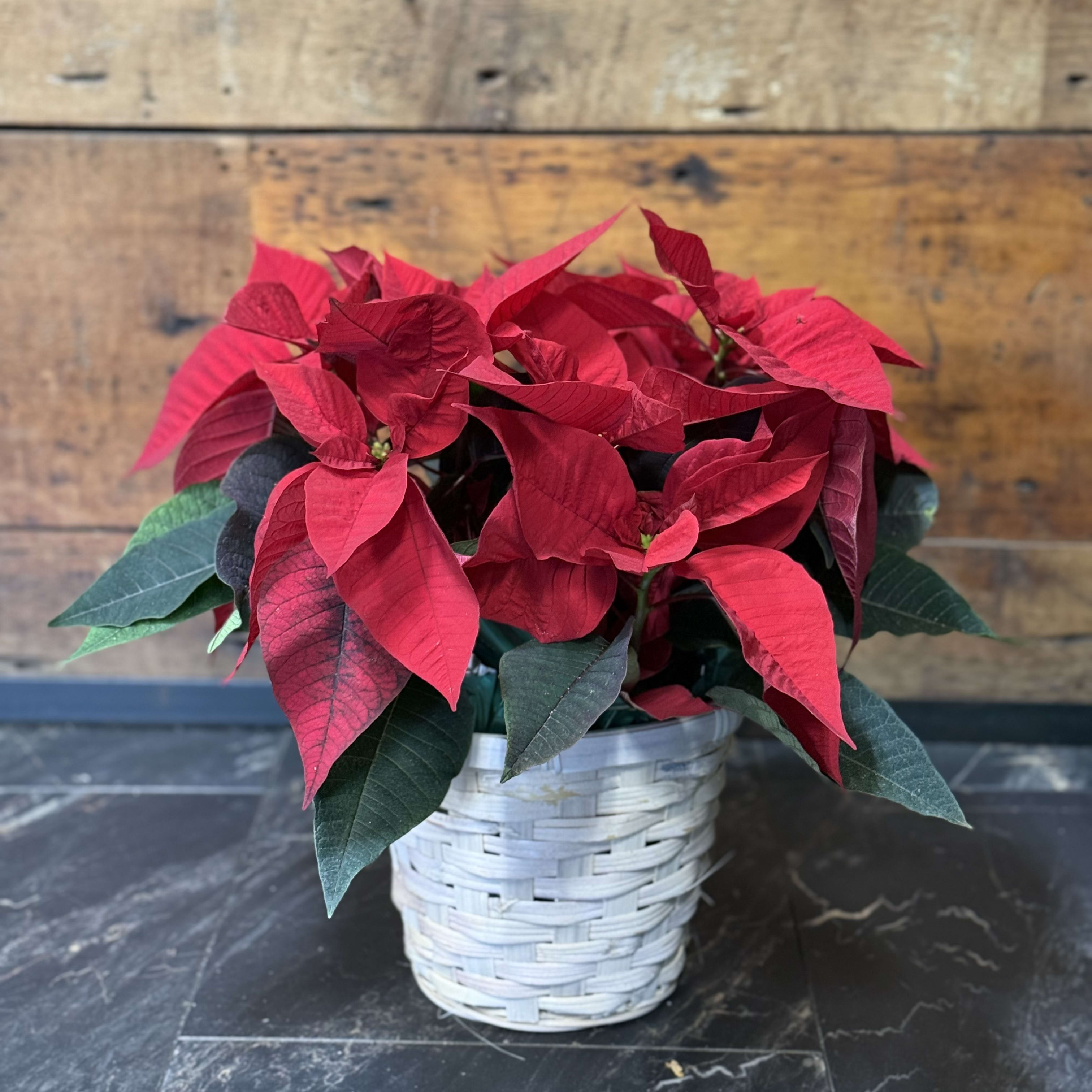 Poinsettia