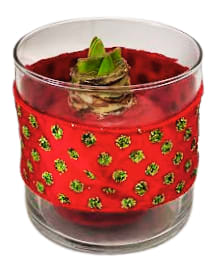 Red Waxed Amaryllis Bulb H-7121 Flower Bouquet