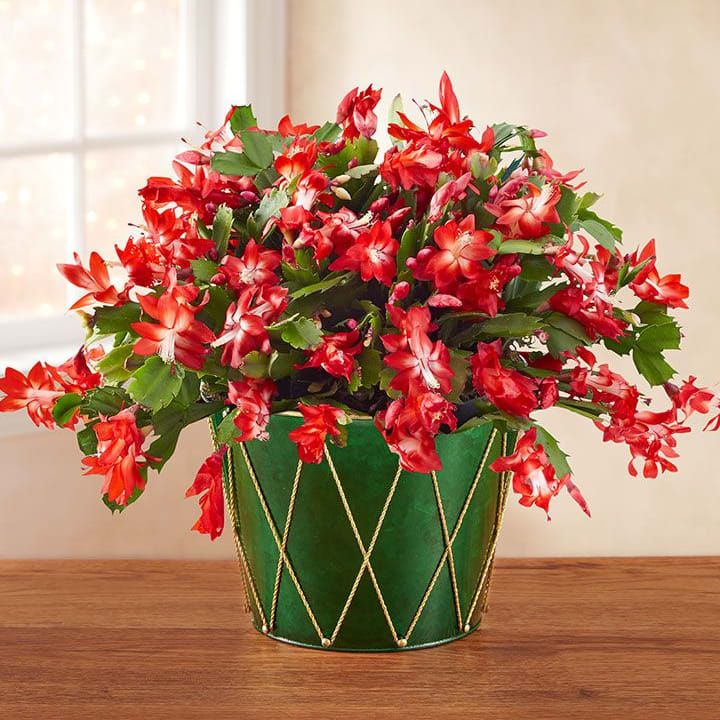 Merry Christmas Cactus
