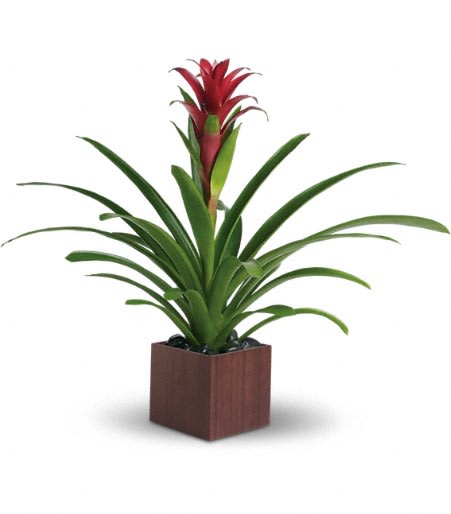 Bromeliad Beauty Flower Bouquet