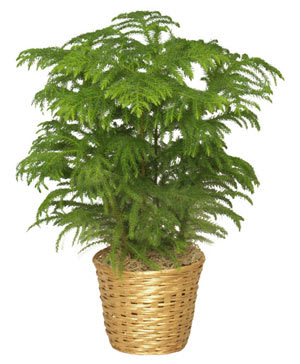 Norfolk Island Pine Flower Bouquet