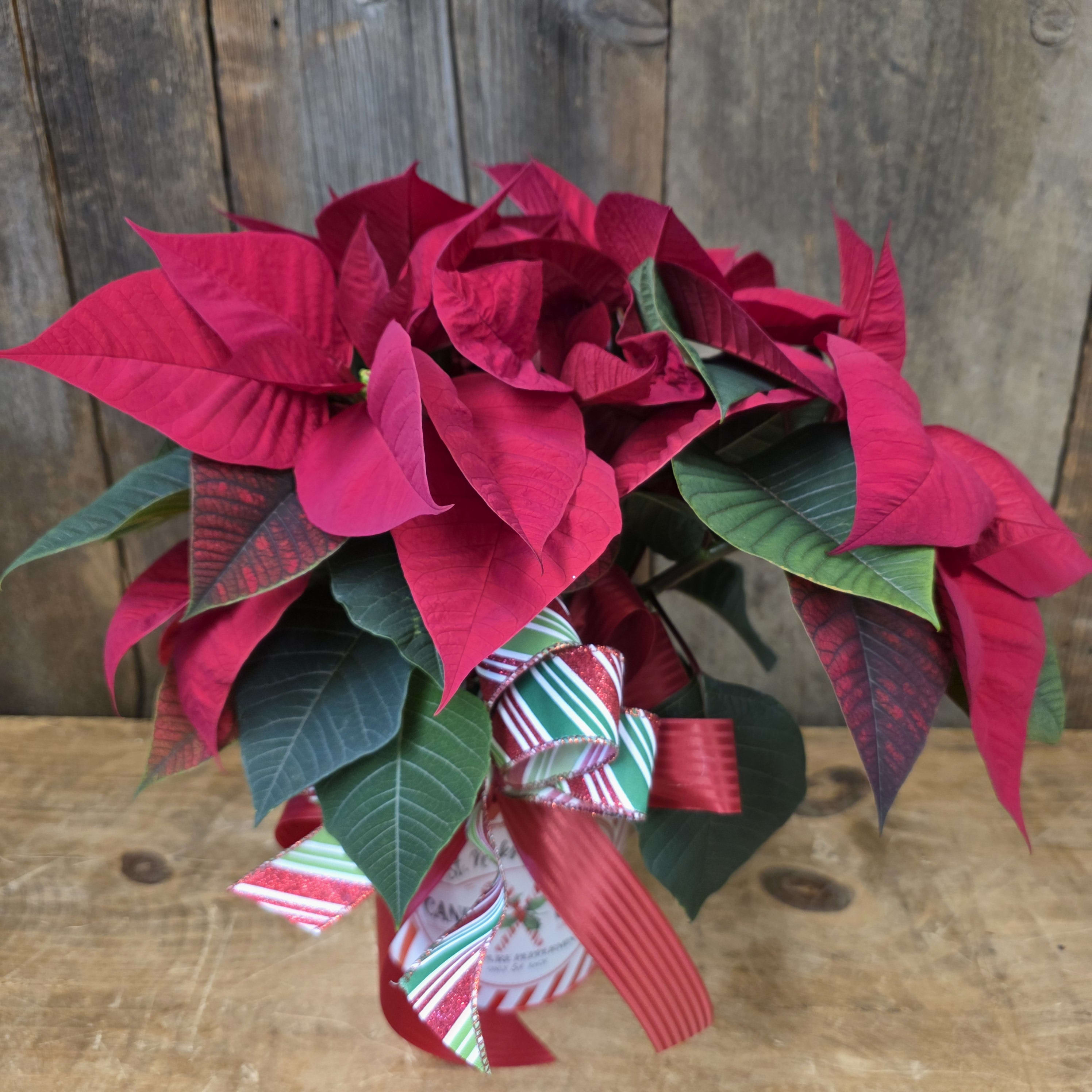 Poinsettia 6.5 Basket and Bow Flower Bouquet