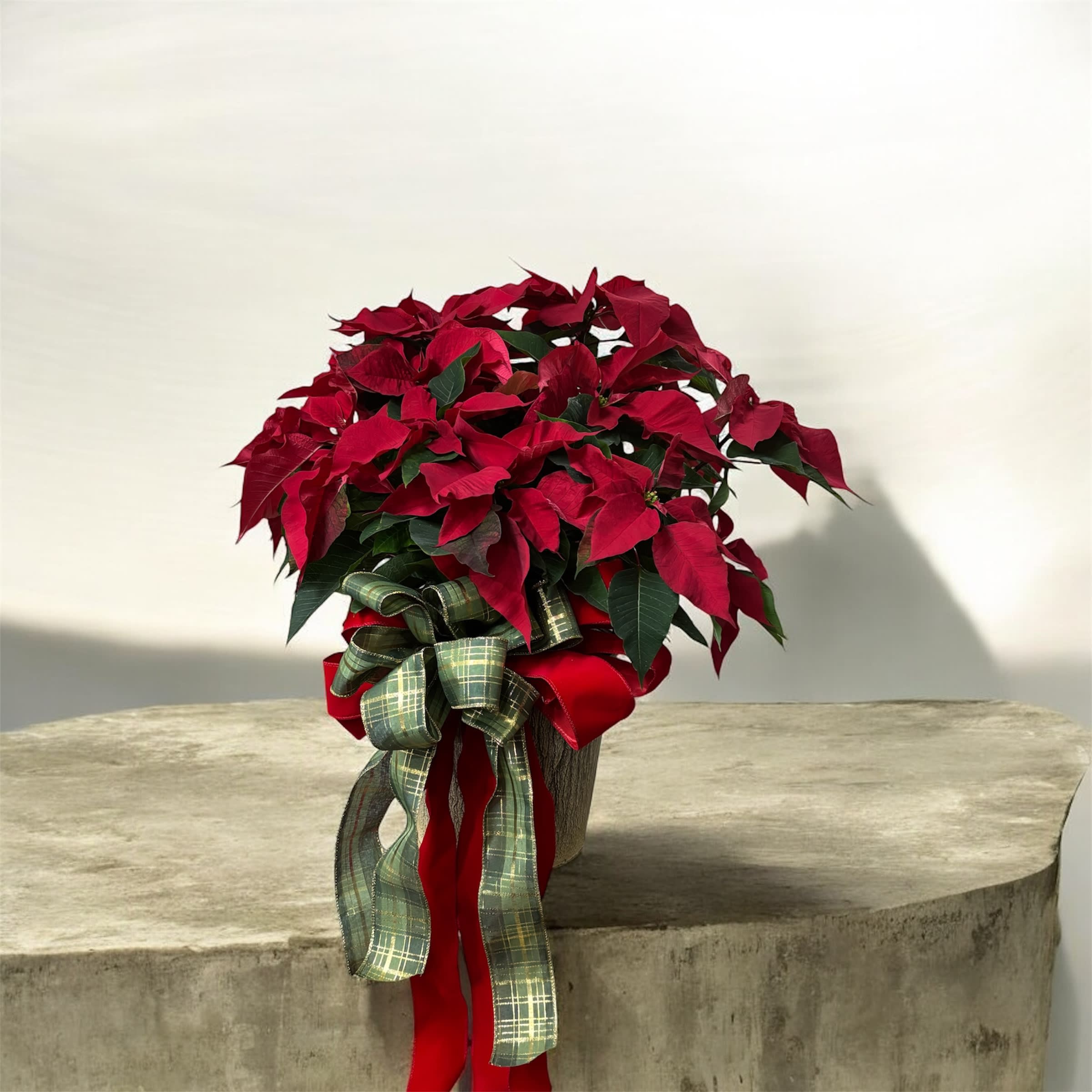RED 8" POINSETTIA