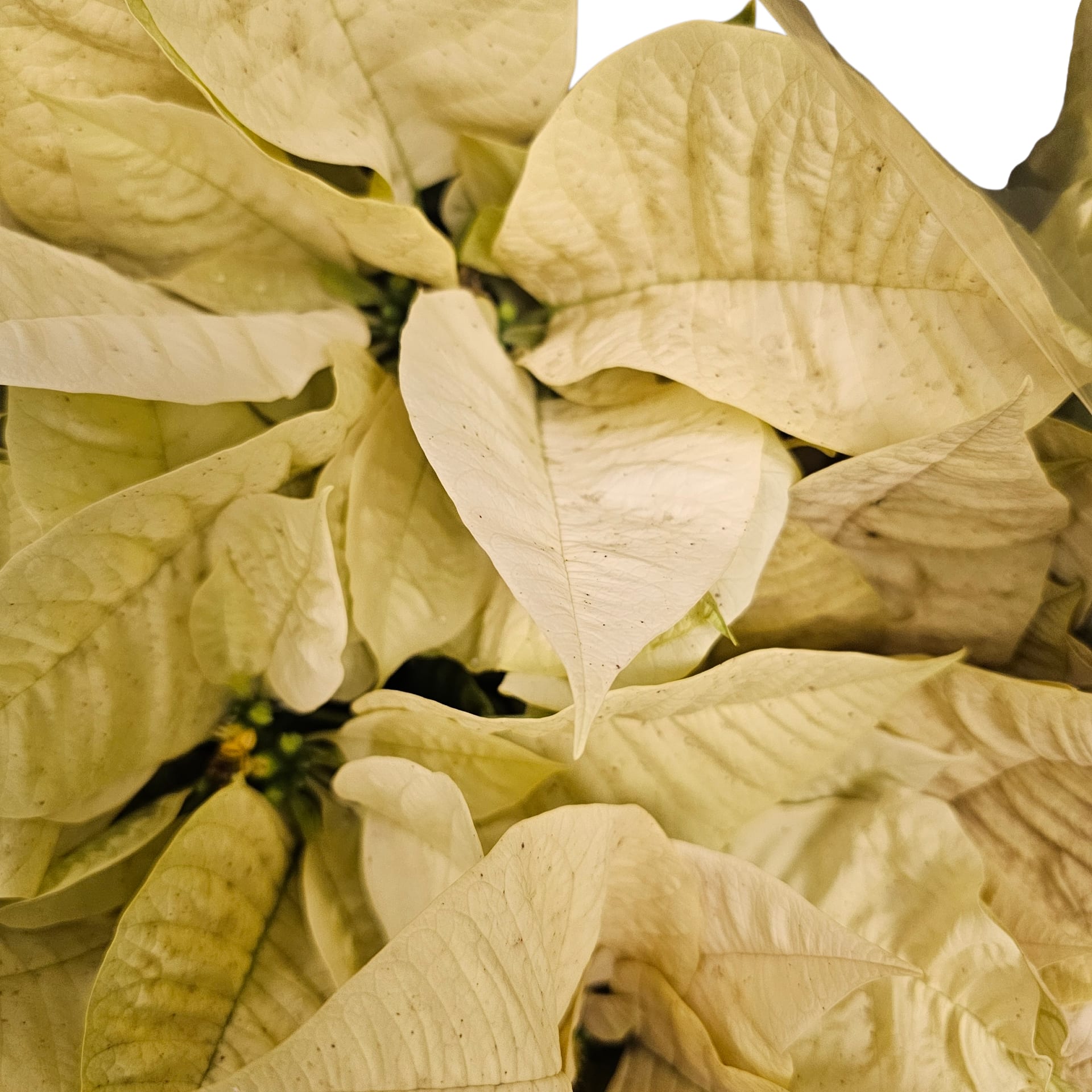 White Poinsettia Plant 8inch Flower Bouquet
