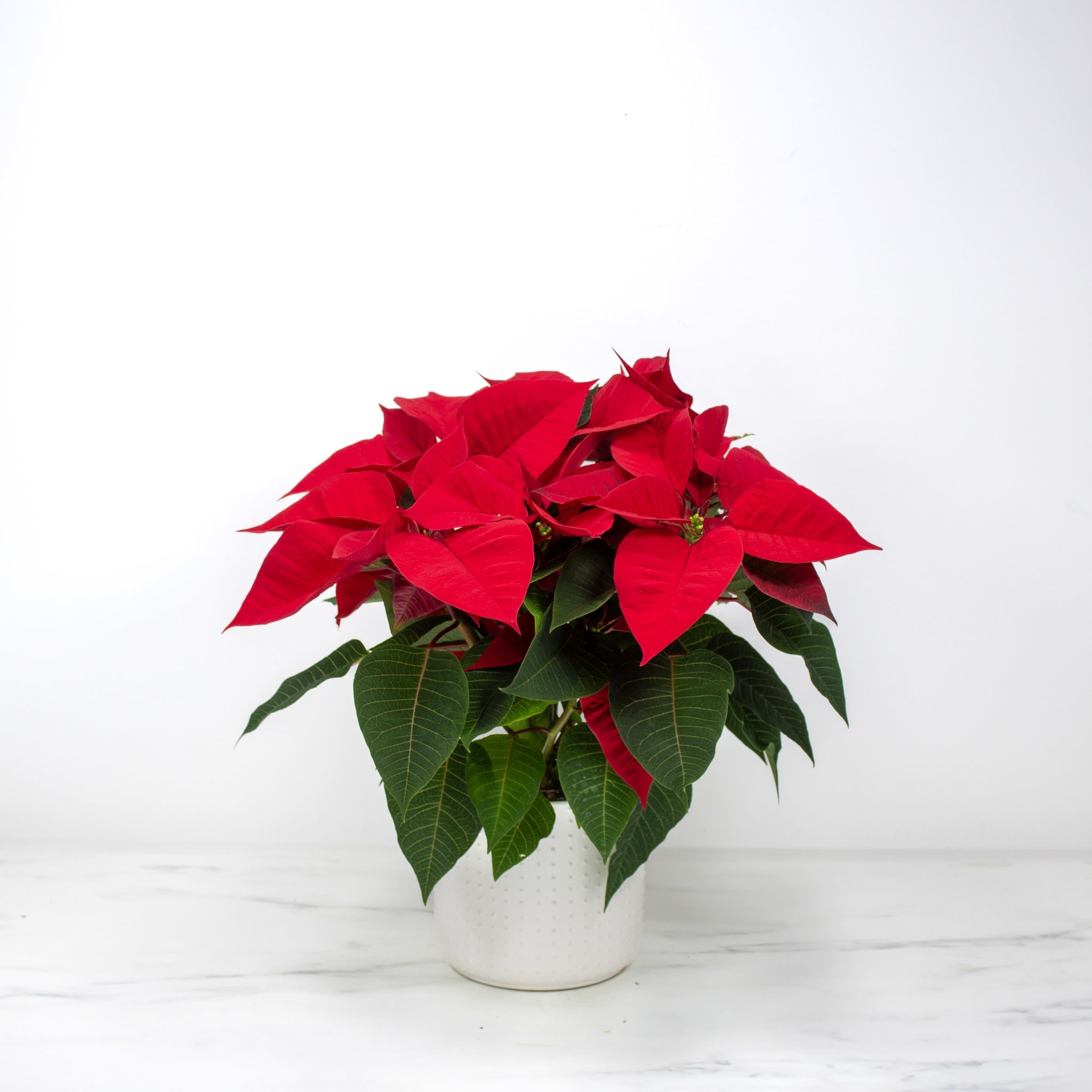 6" Poinsettia Pot