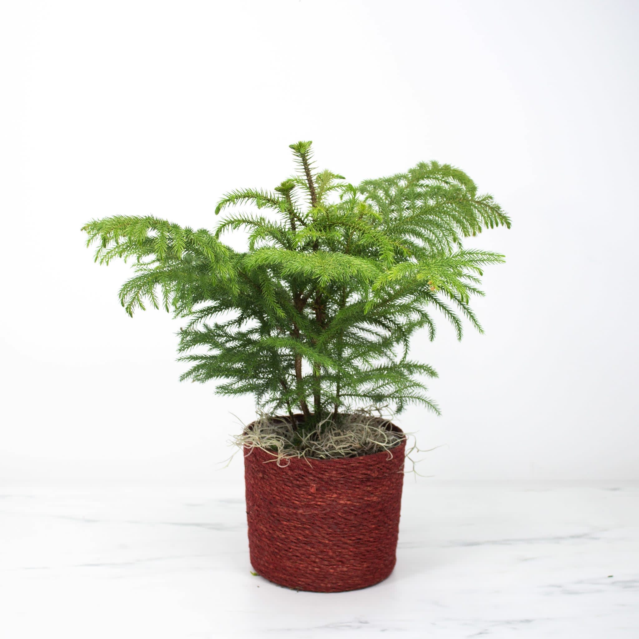 Norfolk Island Pine