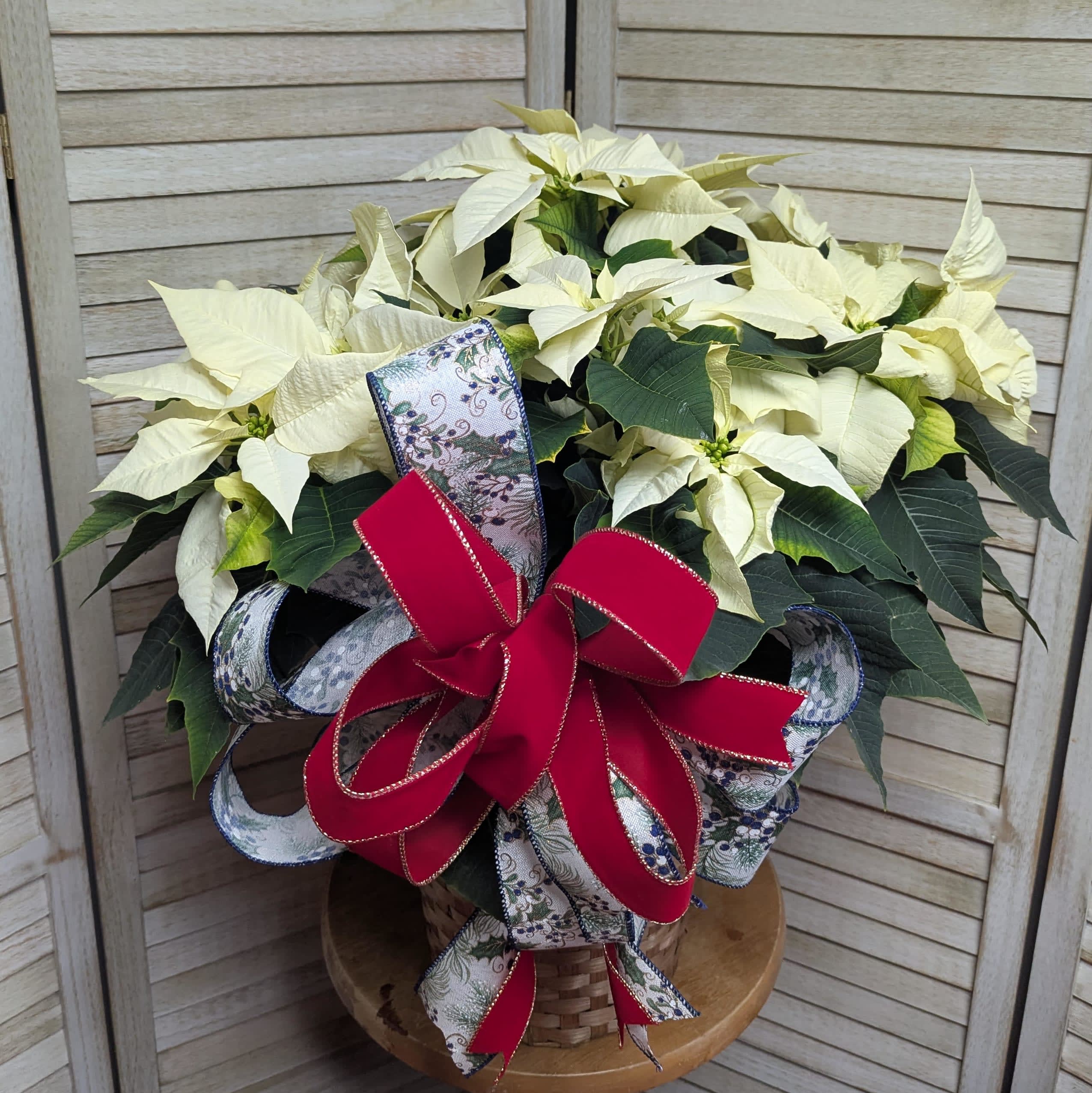 Seasonal Pointsettia