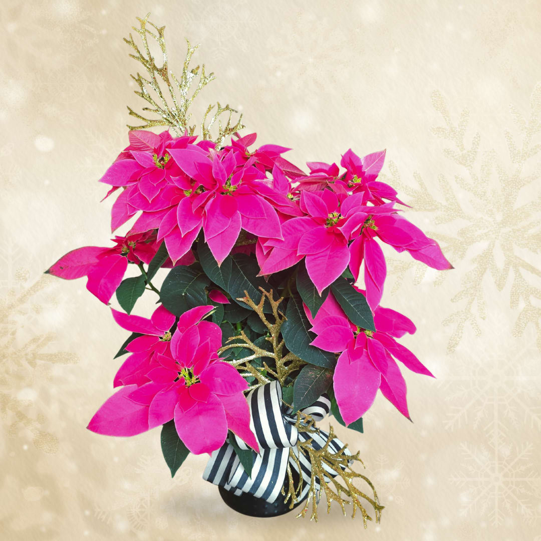 Classy Pink Poinsettia Flower Bouquet