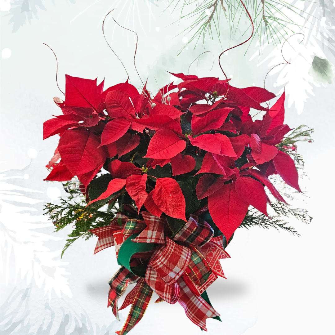 Large Red Poinsettia Plant Flower Bouquet