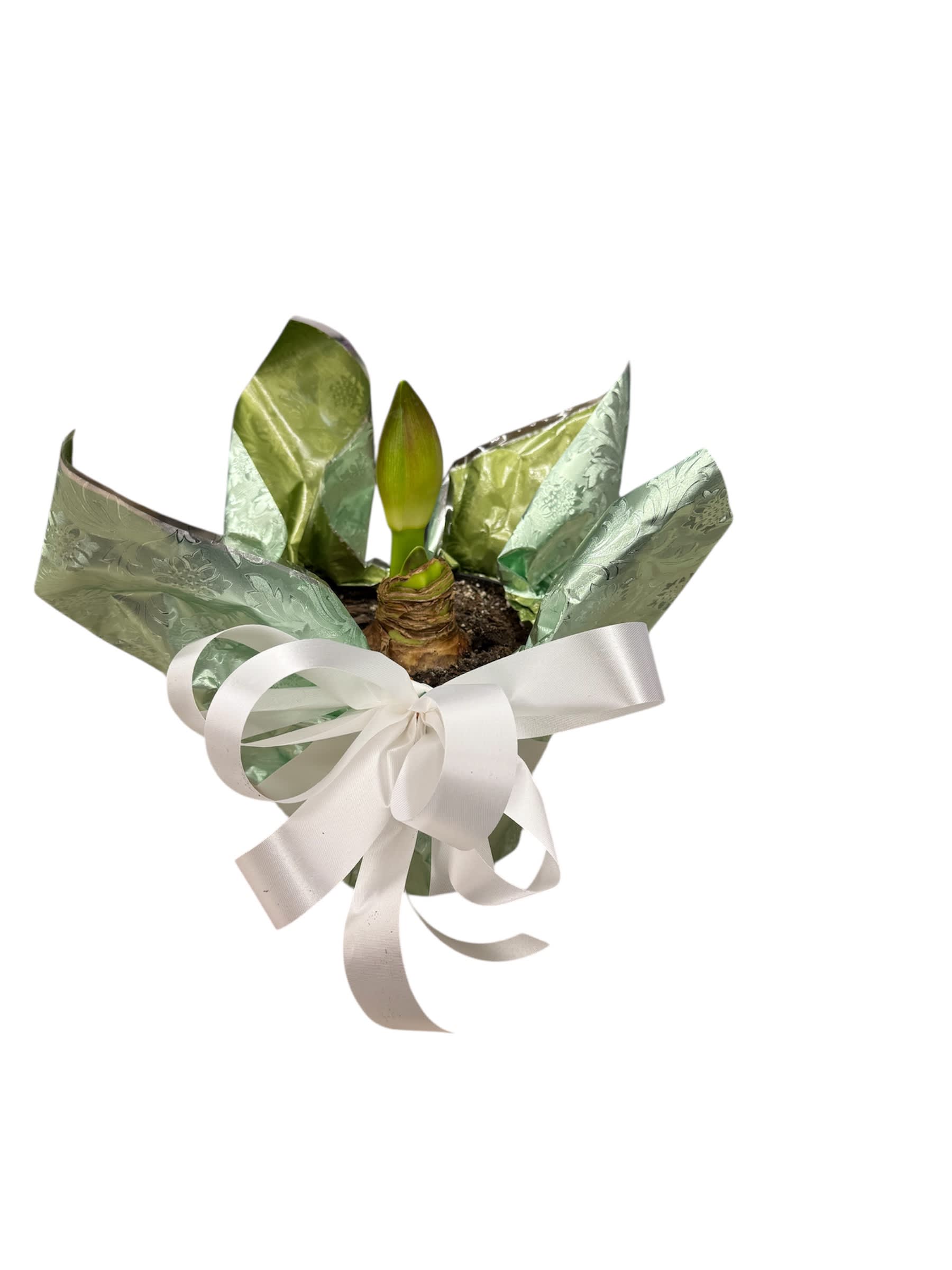 Holiday Amaryllis Bulb Flower Bouquet