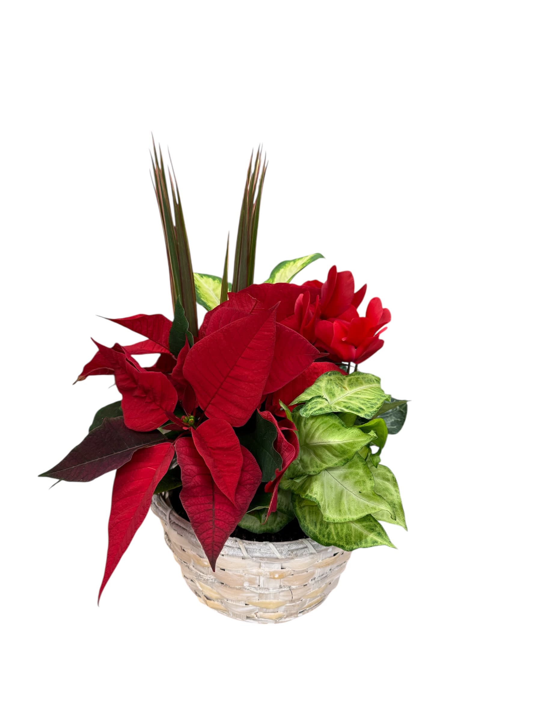Poinsettia Dish Garden