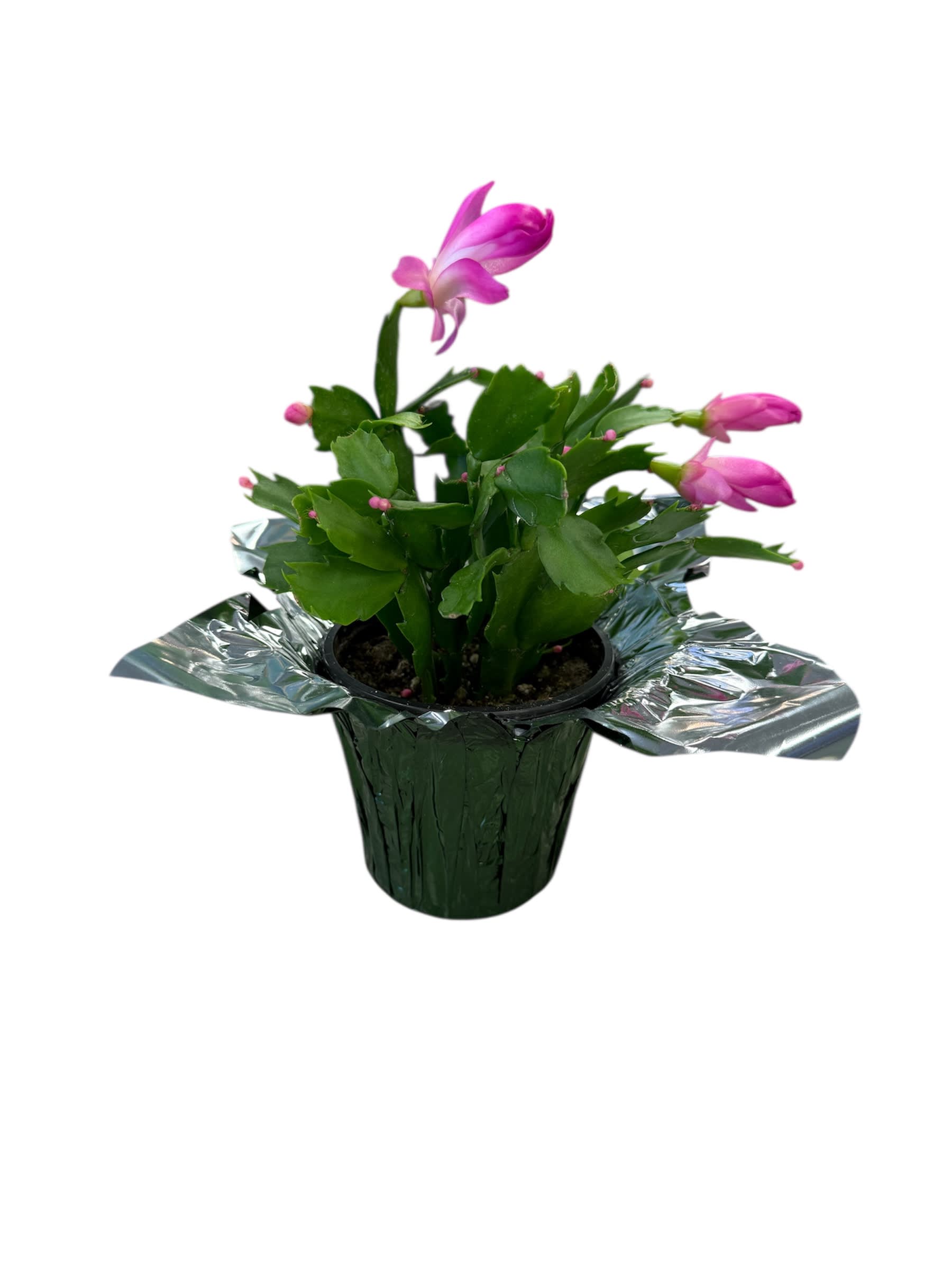 Holiday Christmas Cactus