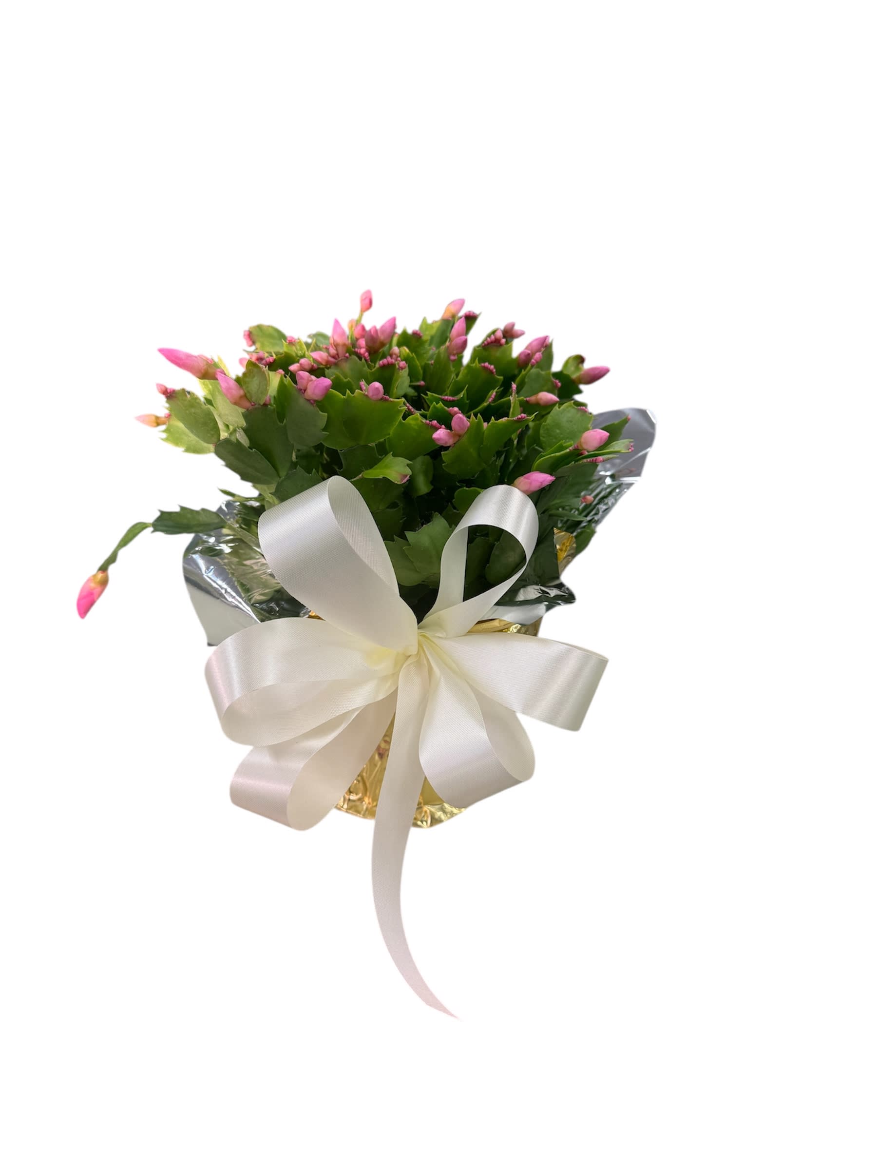 Blooming Christmas Cactus