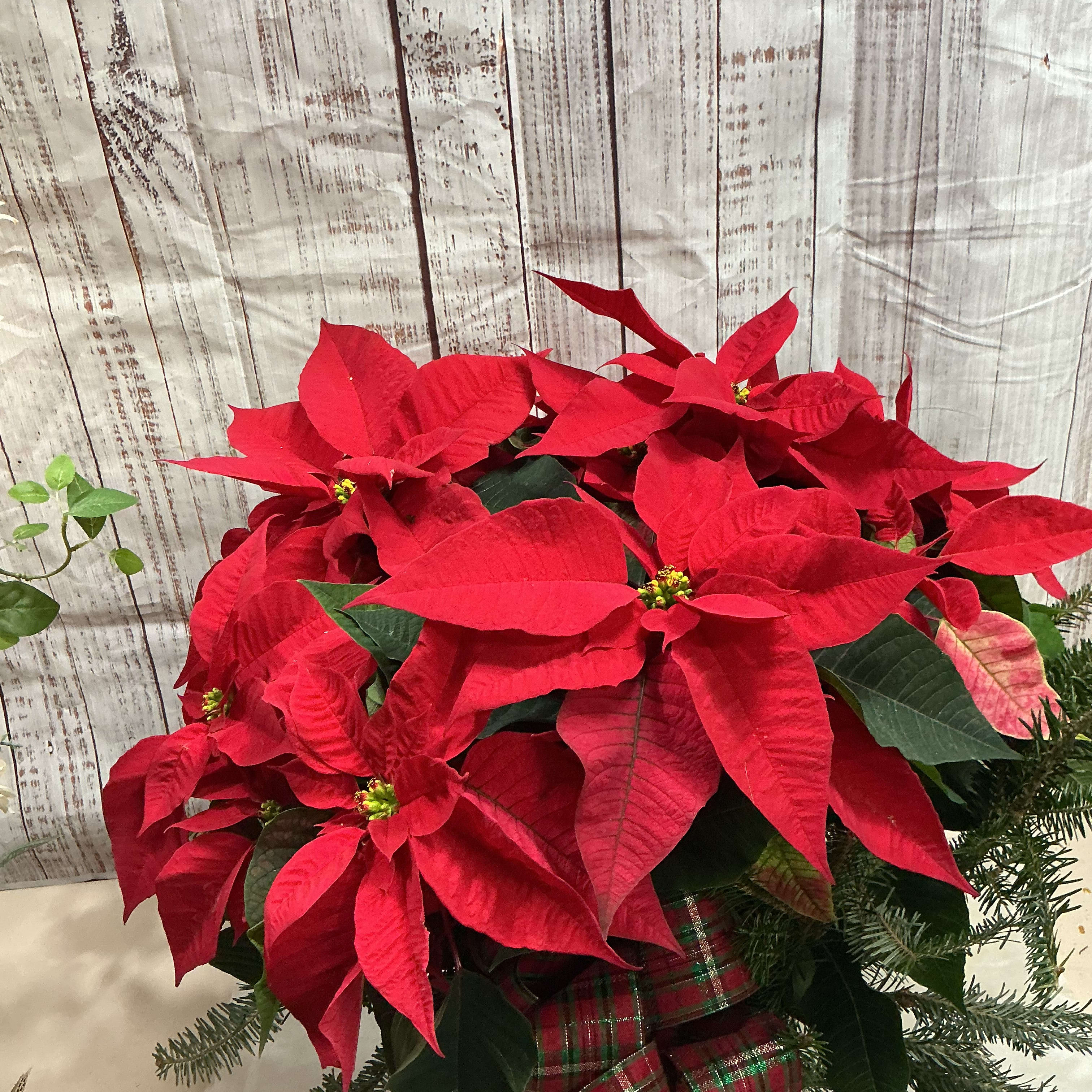 Poinsettia Red