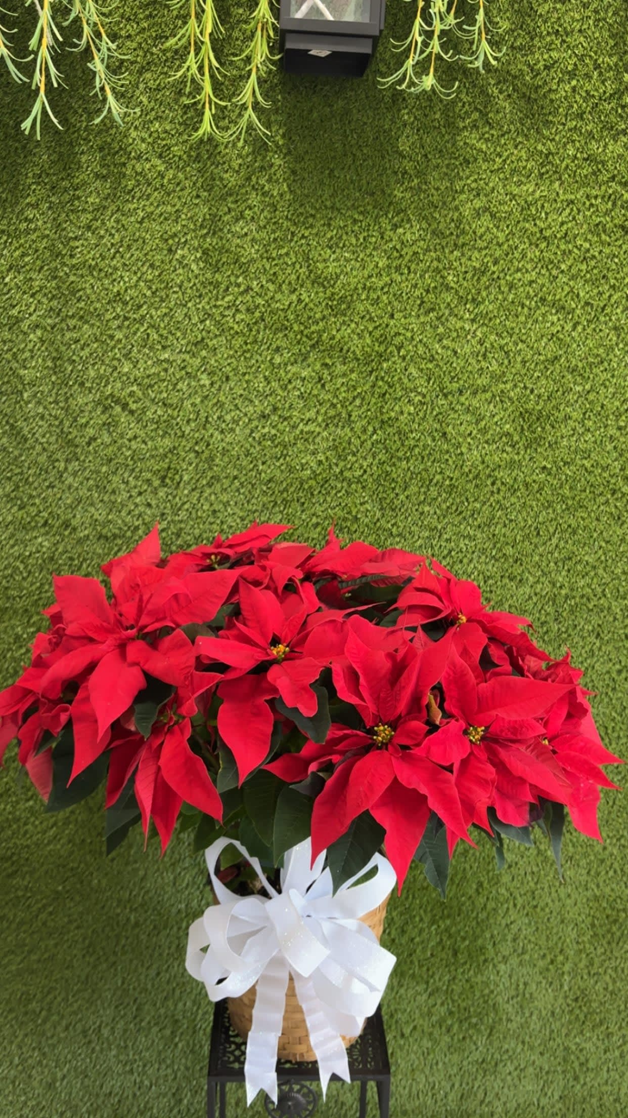 Premium Poinsettia Perfection