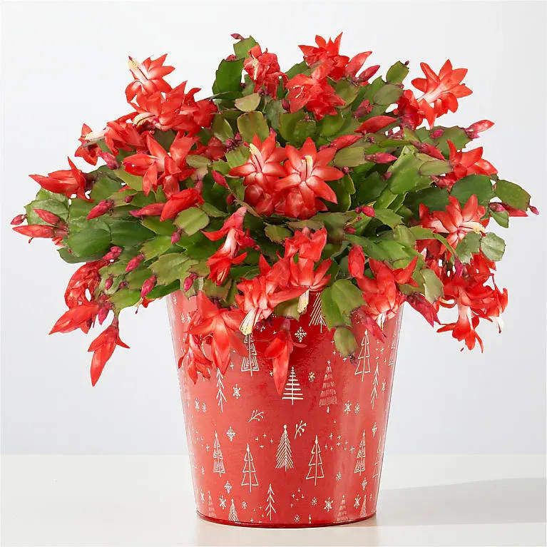 Blooming Christmas Cactus