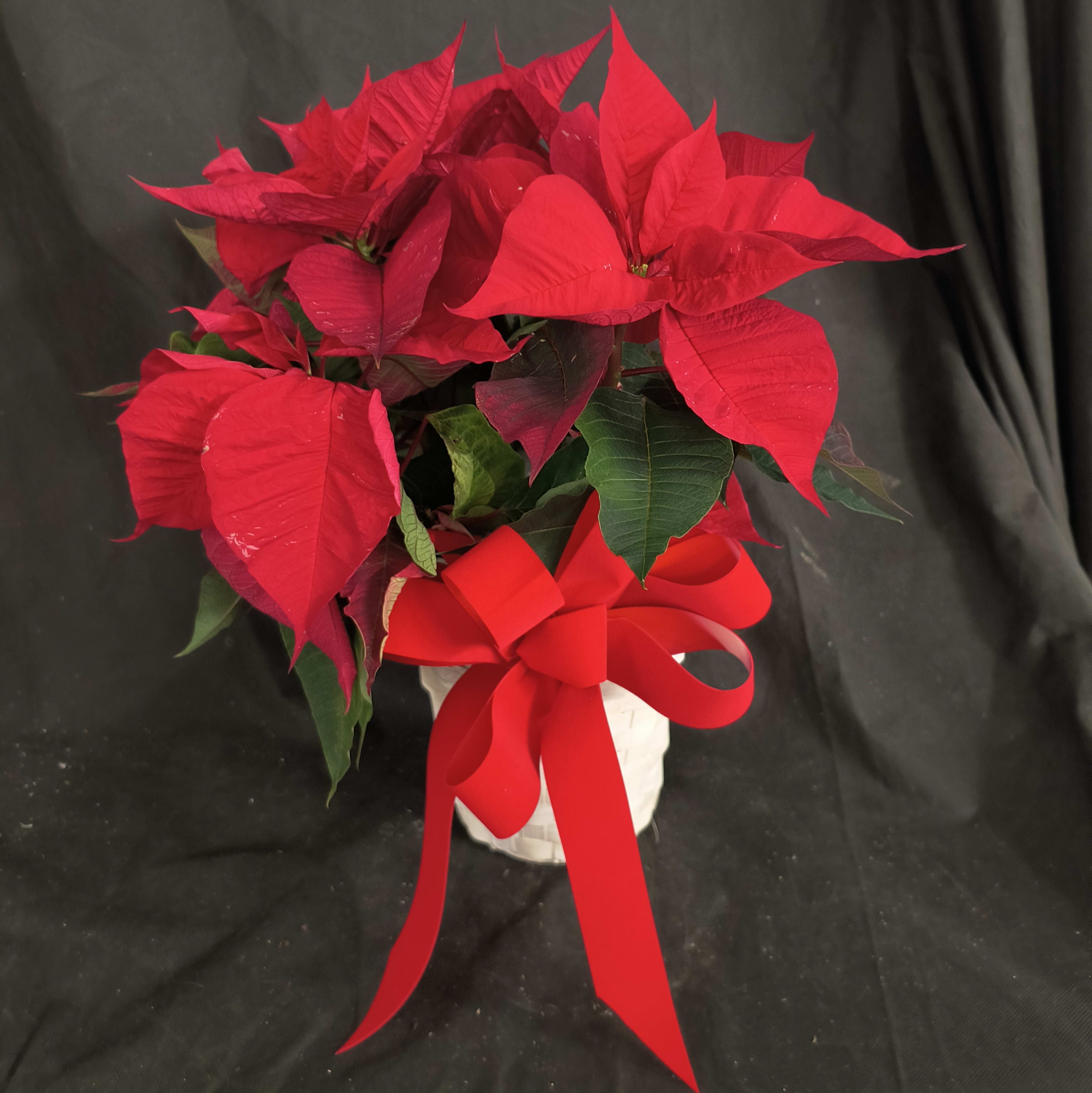 Christmas Poinsettia Flower Bouquet