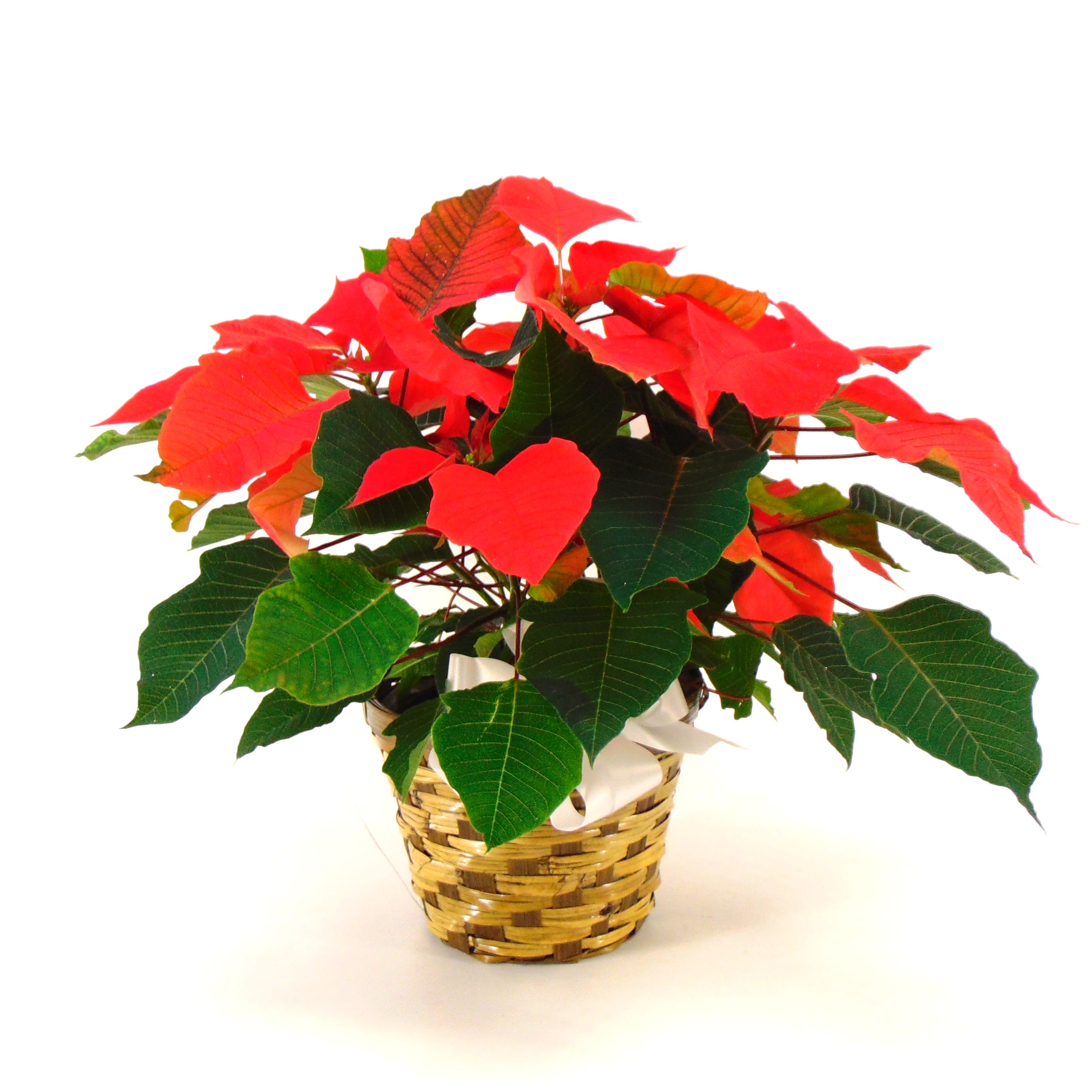 Red Poinsettia Plant Flower Bouquet