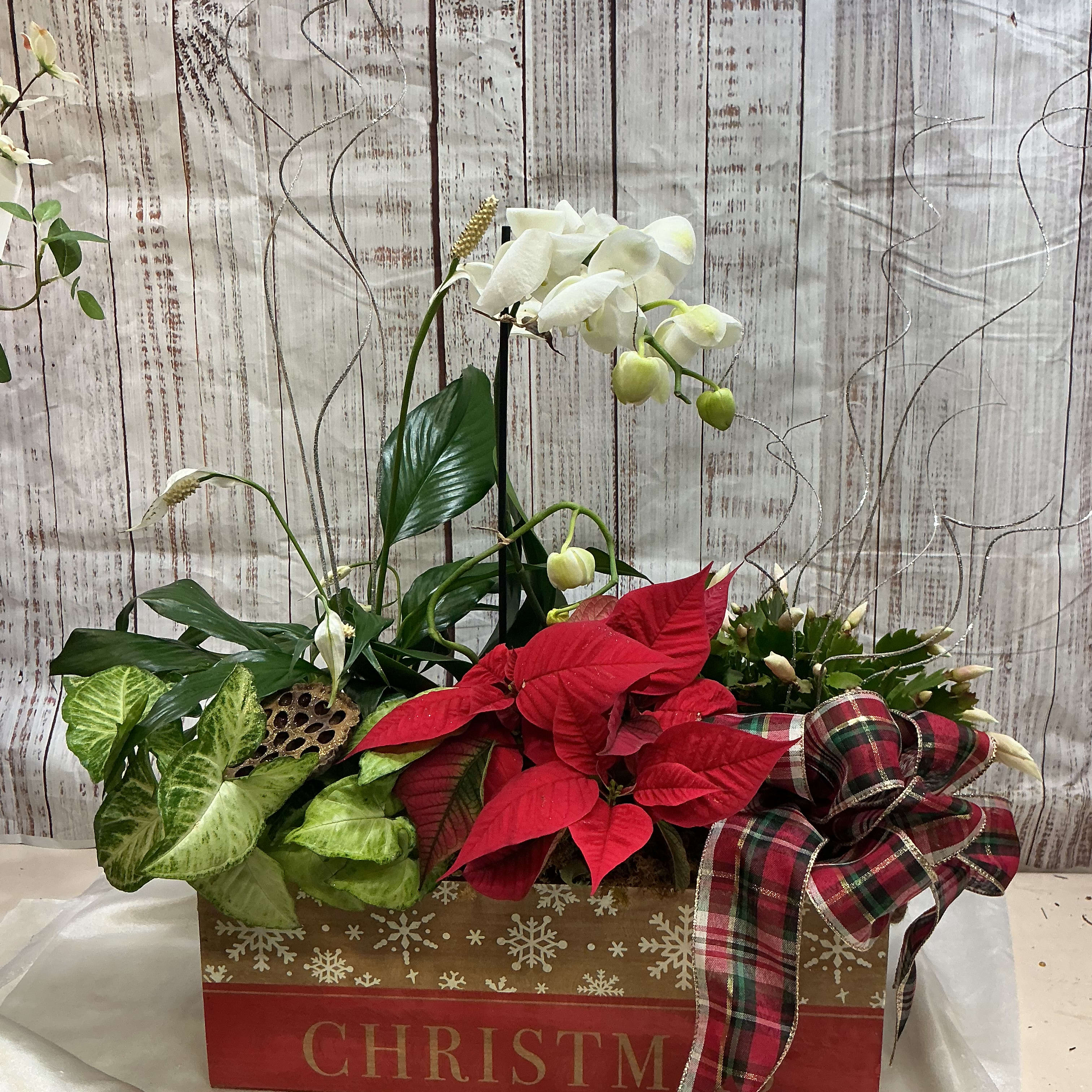 Christmas Plant Box