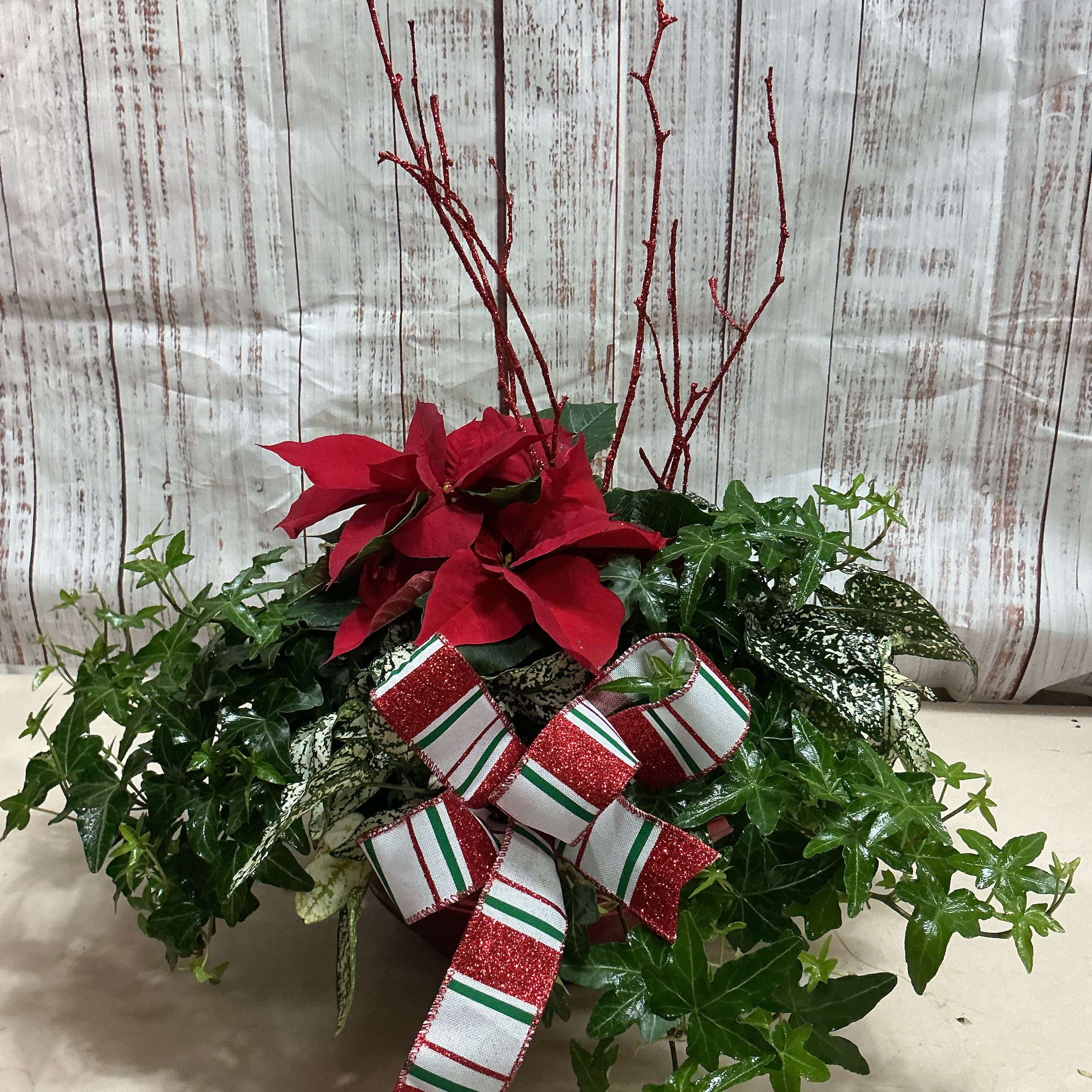 Beautiful Plant Garden with Poinsettia