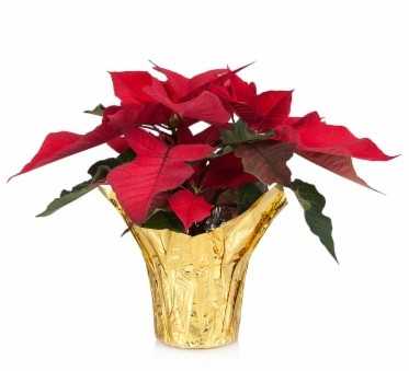 4" Poinsettia Flower Bouquet