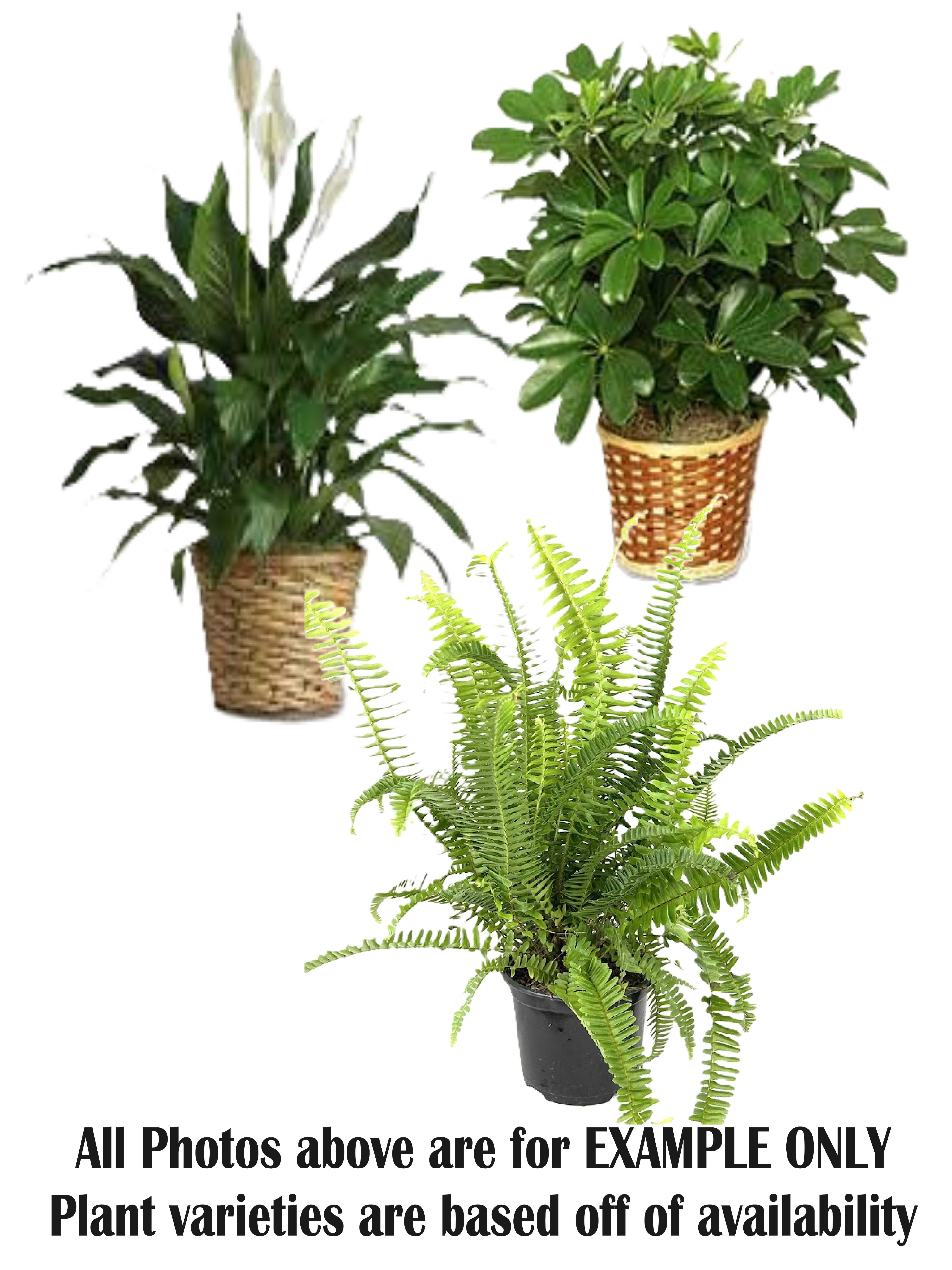 Large Plant 8" Flower Bouquet