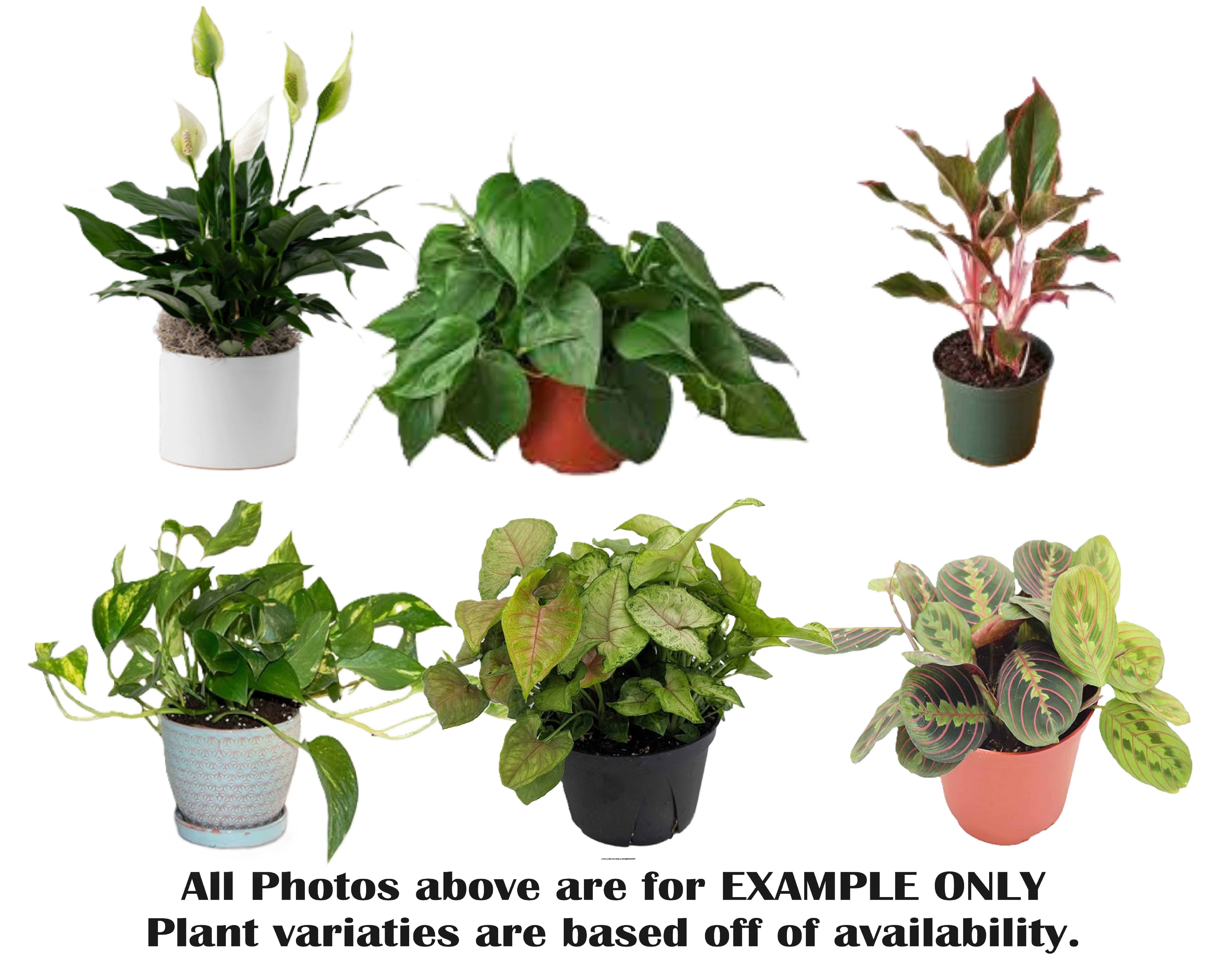 Medium Plant 6" Flower Bouquet