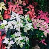 Designer's Choice Poinsettia Flower Bouquet