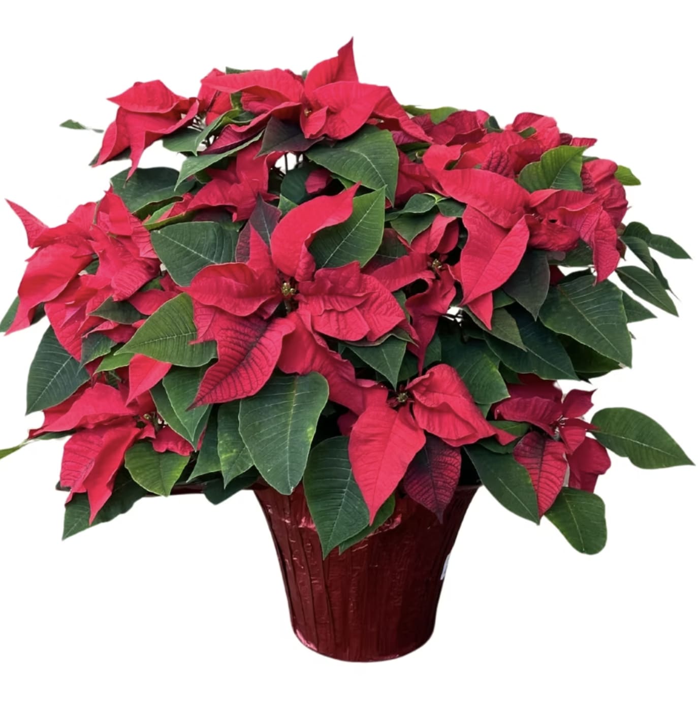 Happiest Holidays Poinsettia