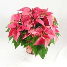 Pink Poinsettia Flower Bouquet