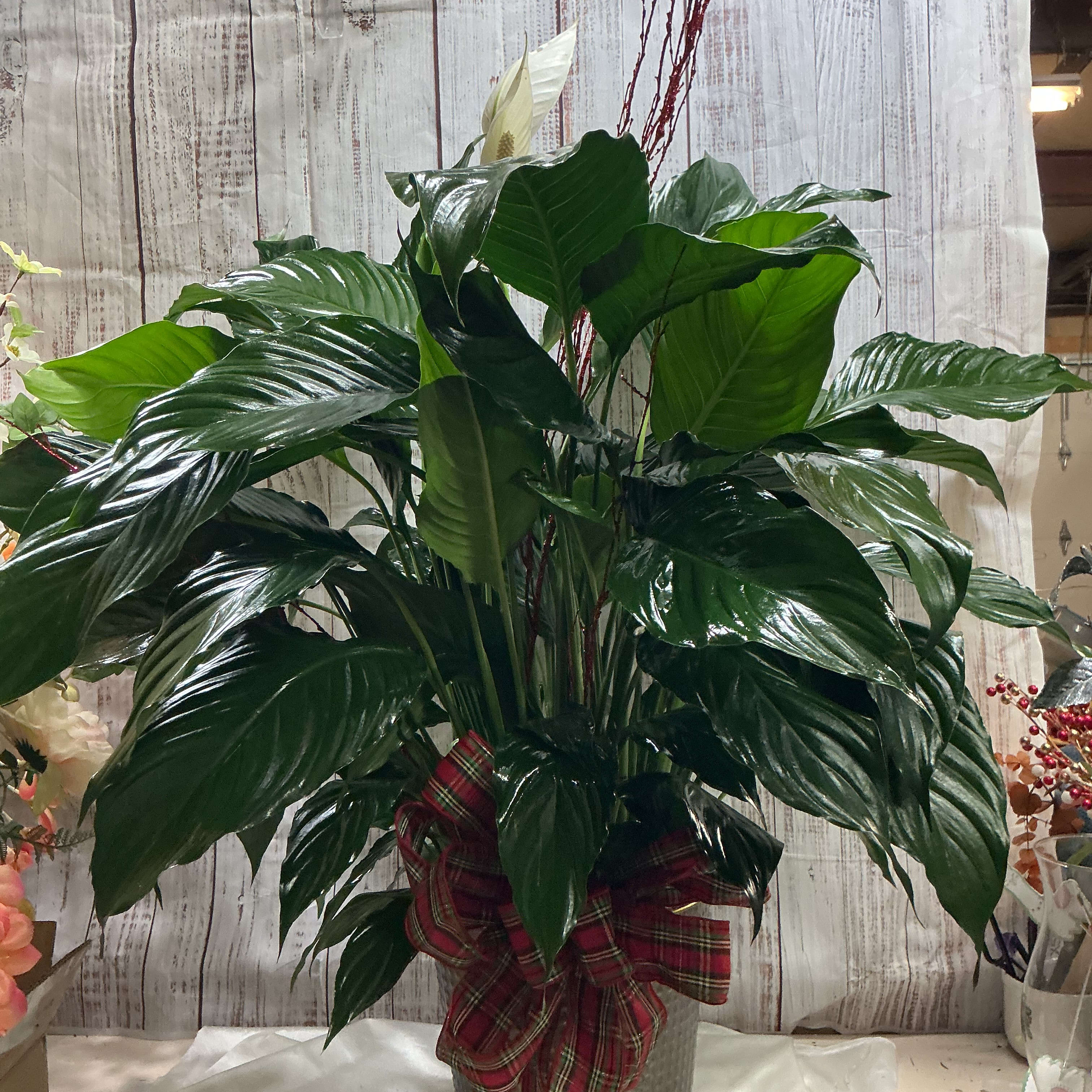 metal container  with spath