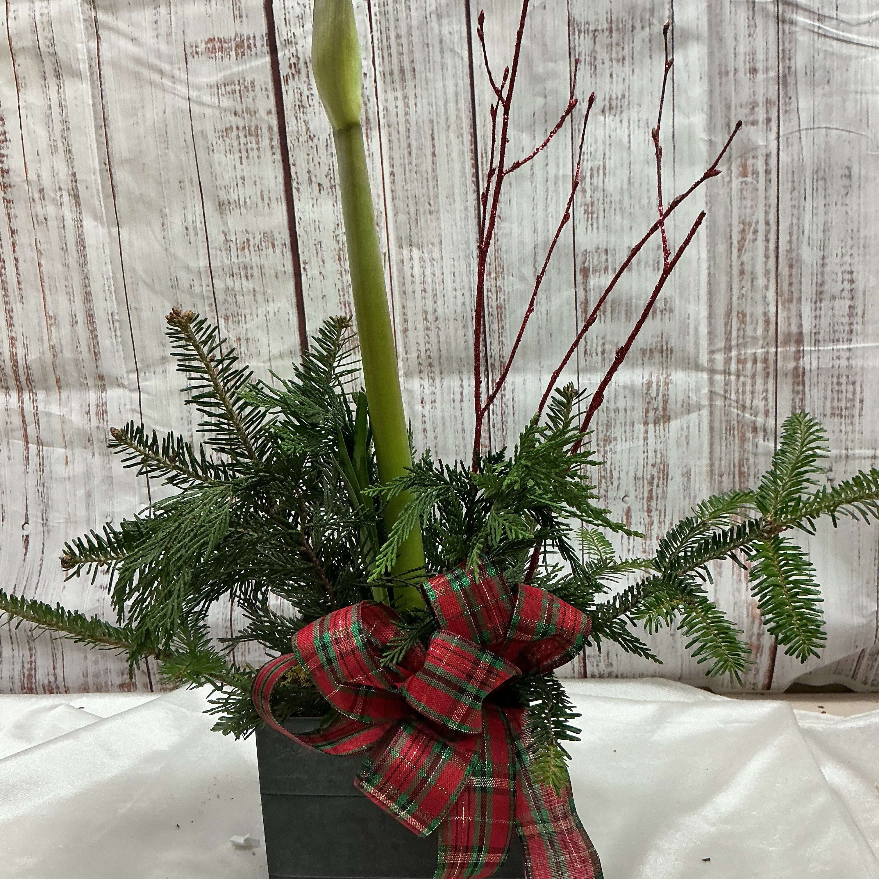 Watch Me Shine "Amaryllis"