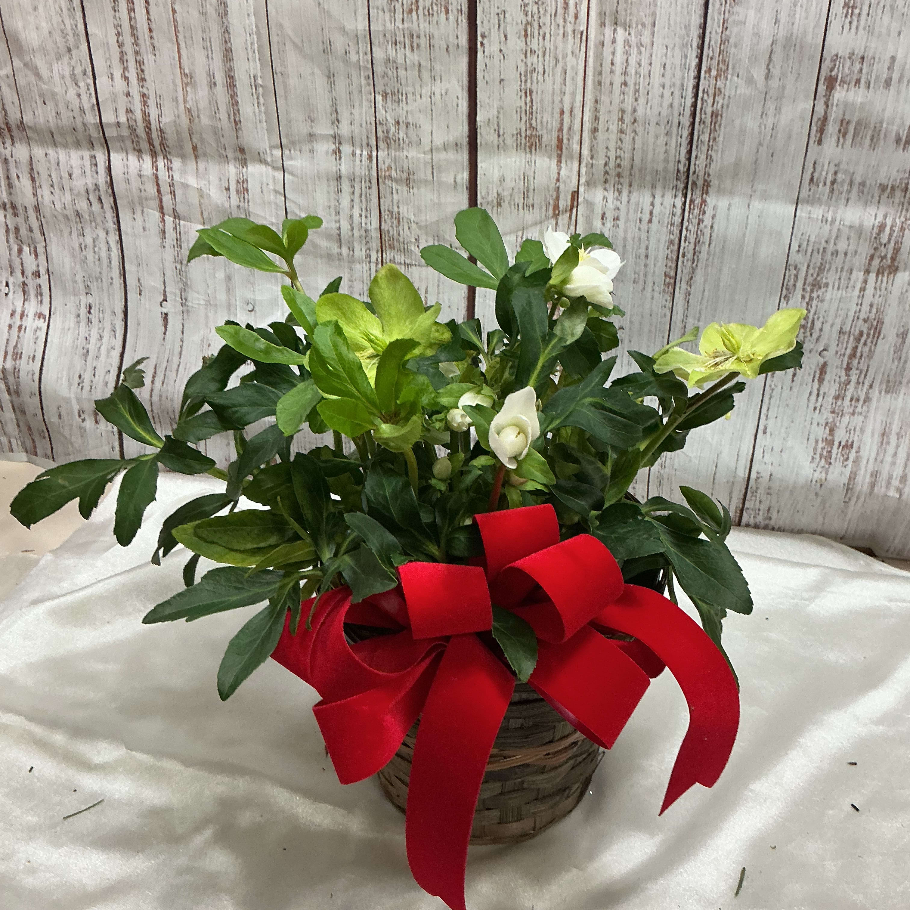 Winter Blooming Helleborus