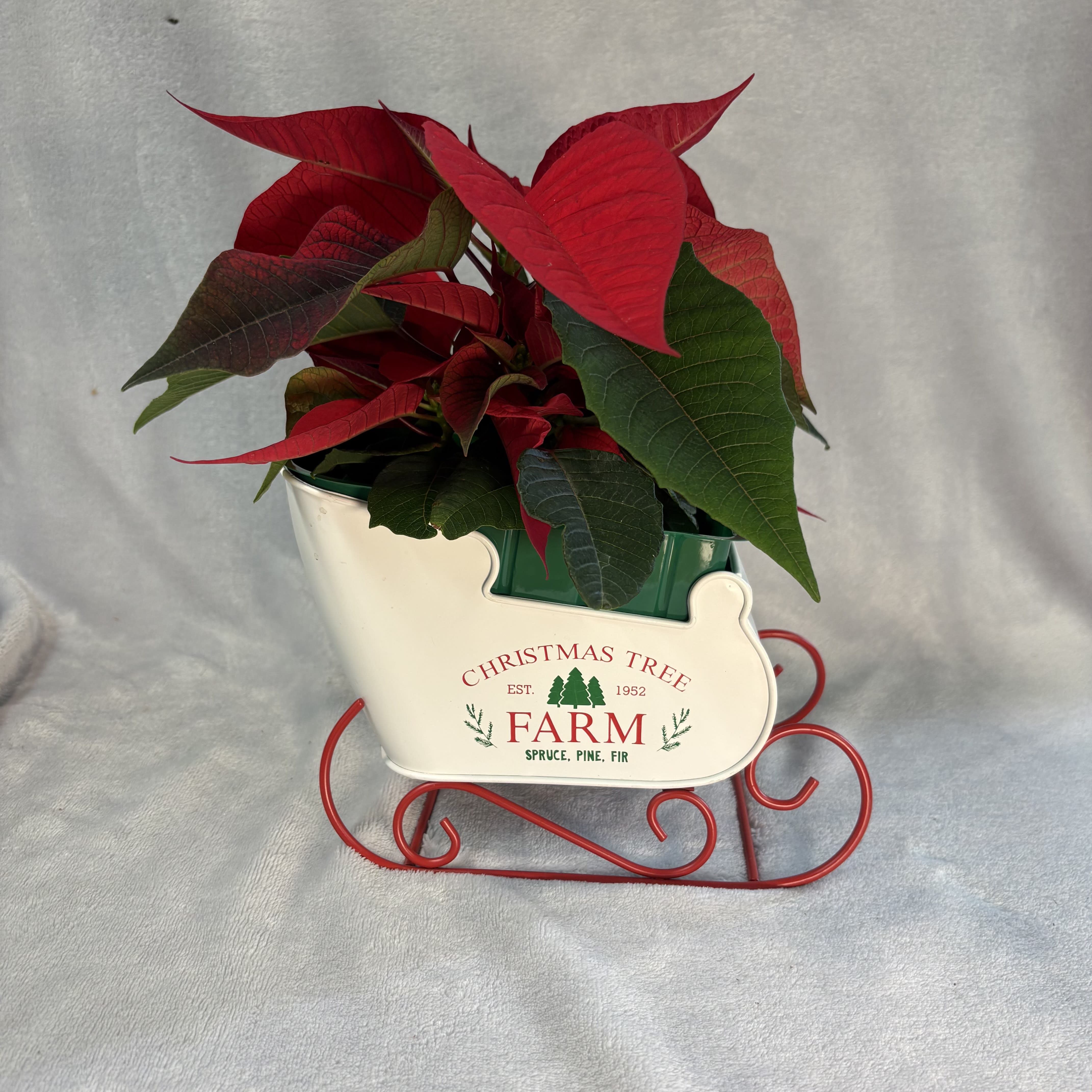 4 IN POINTSETTIA Flower Bouquet